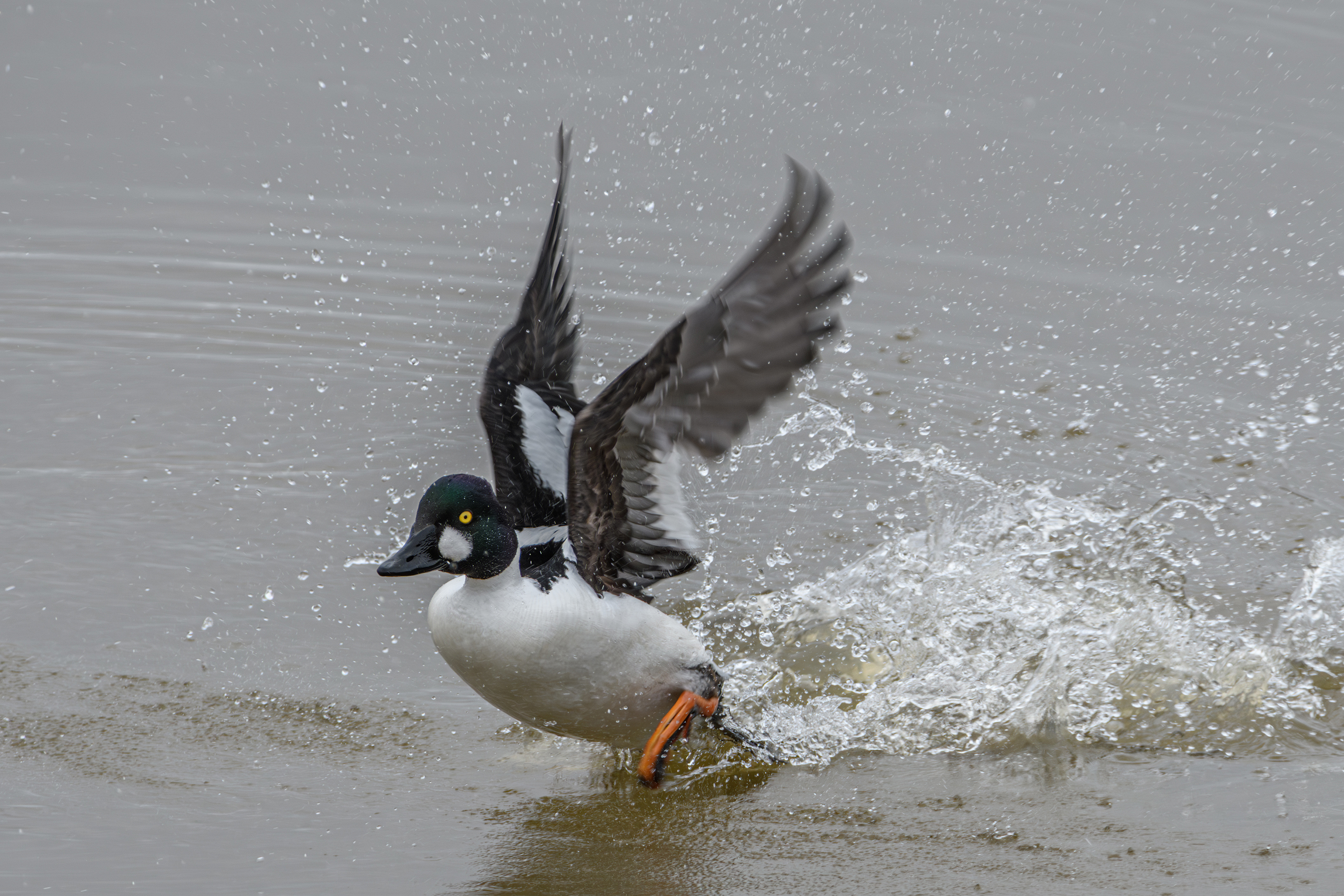 Common Goldeneye