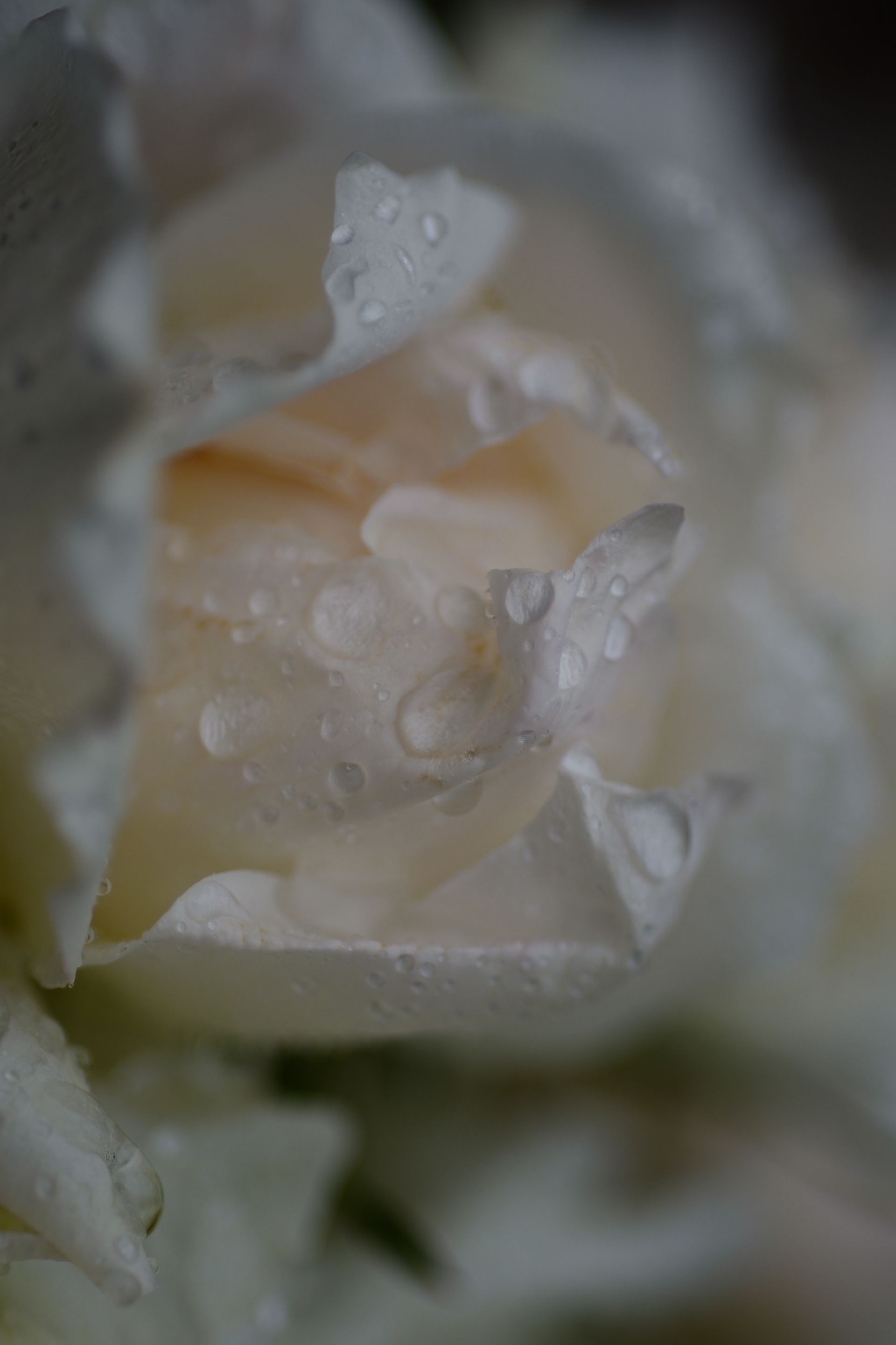 White rose with raindrops