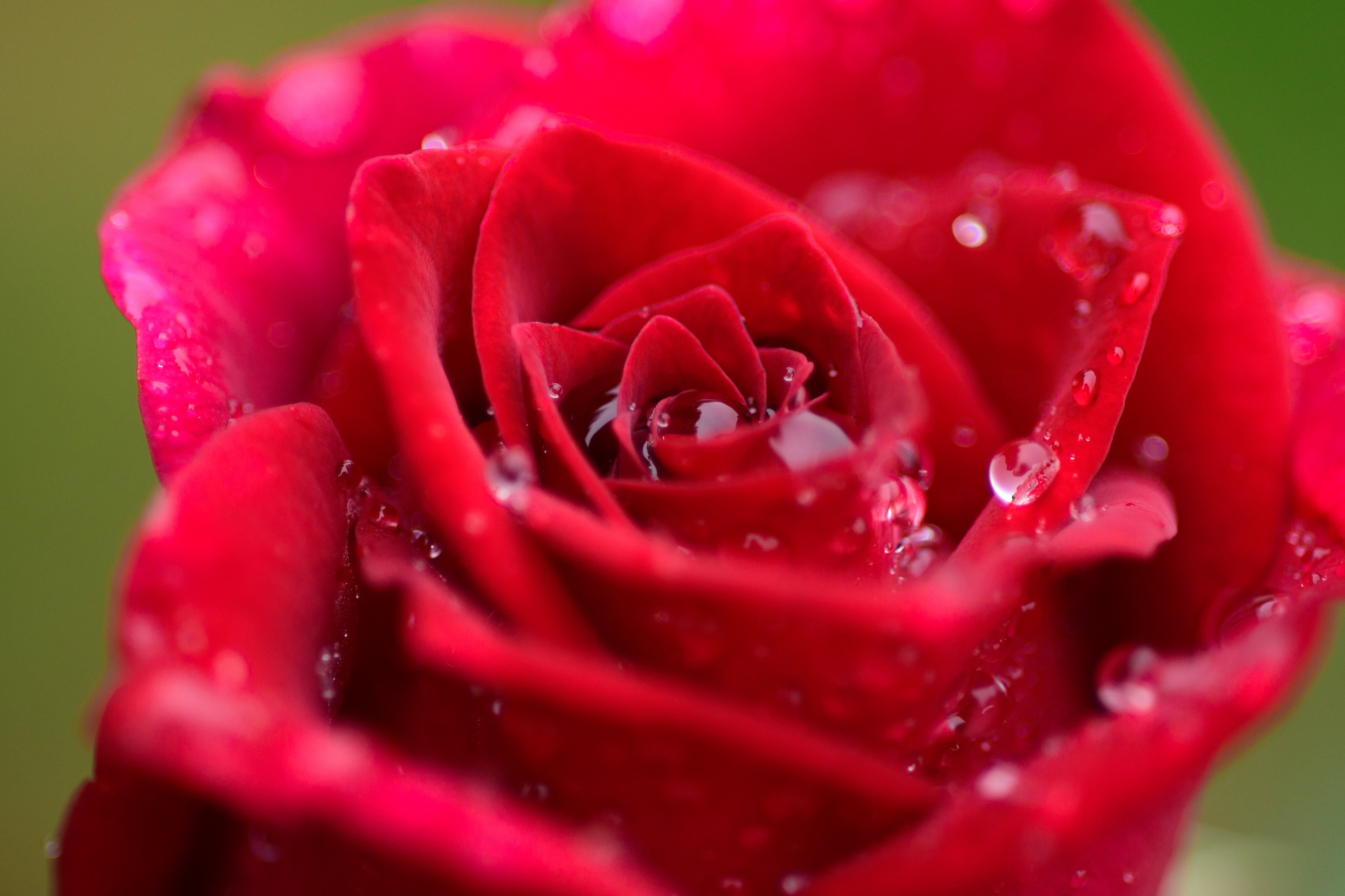 red rose with raindrops