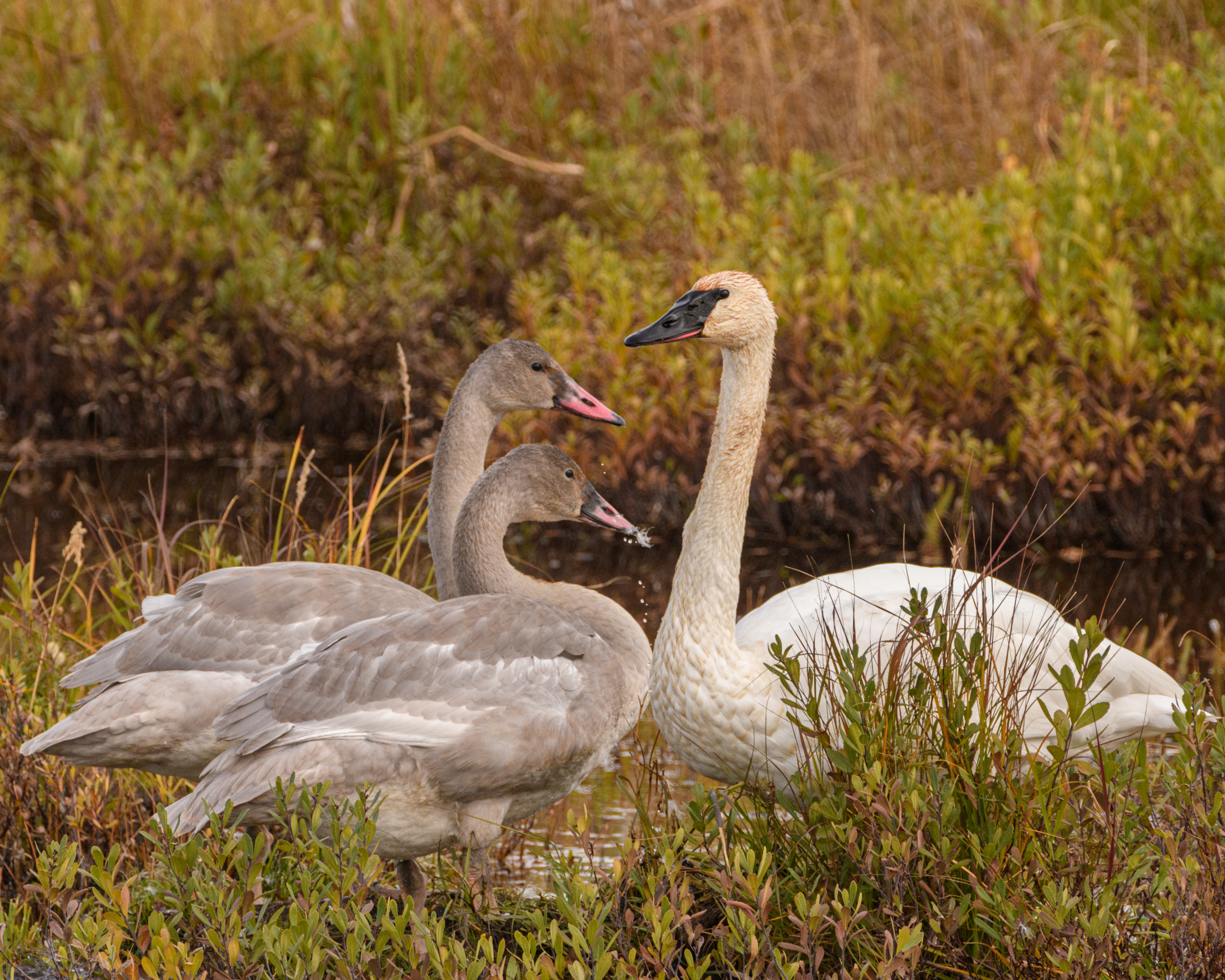 Trumpeter Swans