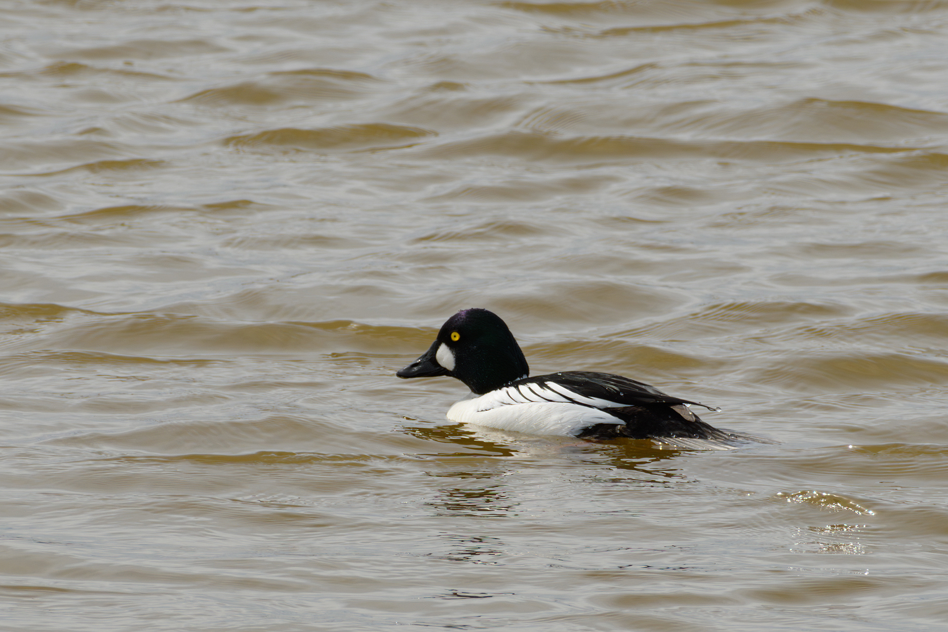 Common Goldeneye