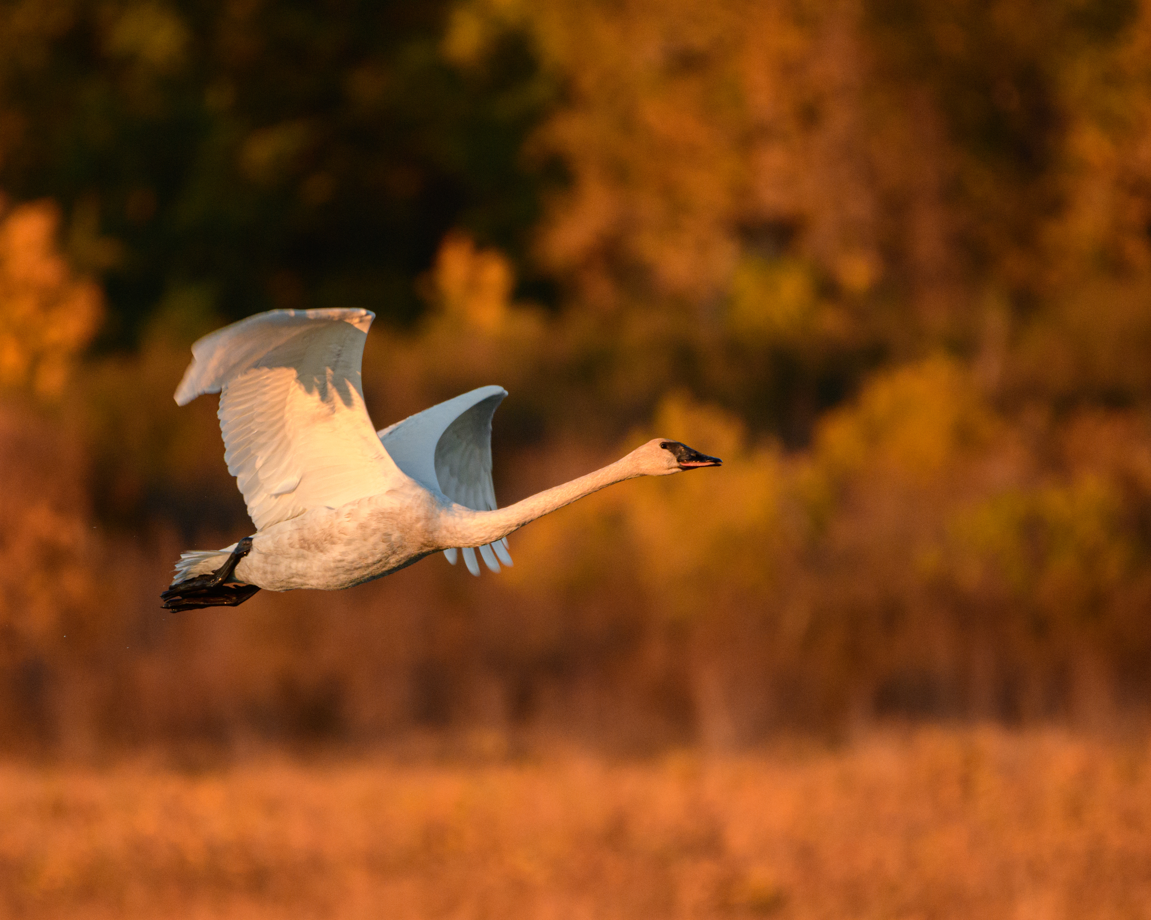 Swan flying, Potter Marsh, Anchorage, Alaska