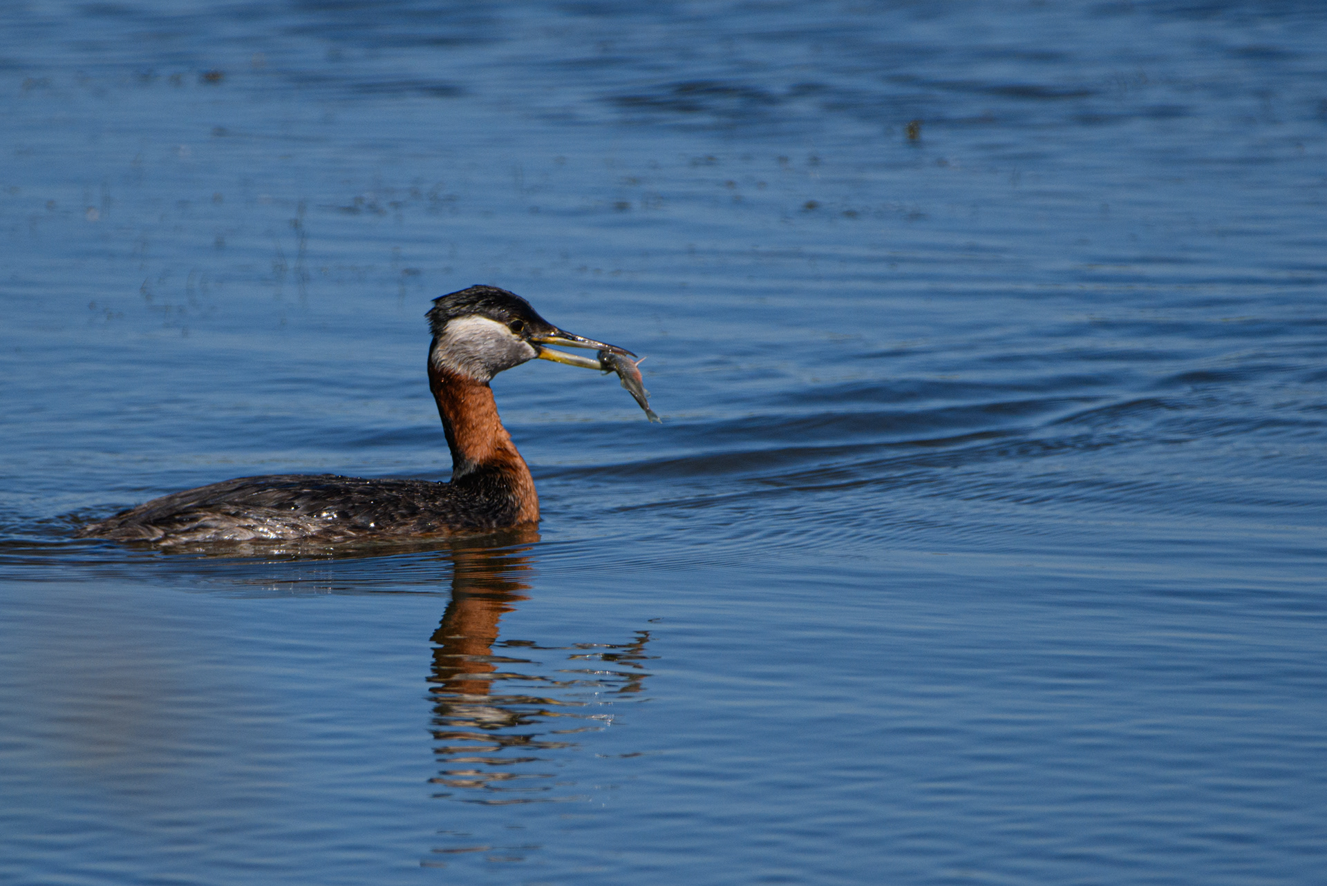 Red Neck Grebe with fish in mouth, Potter Marsh, Anchorage, Alaska