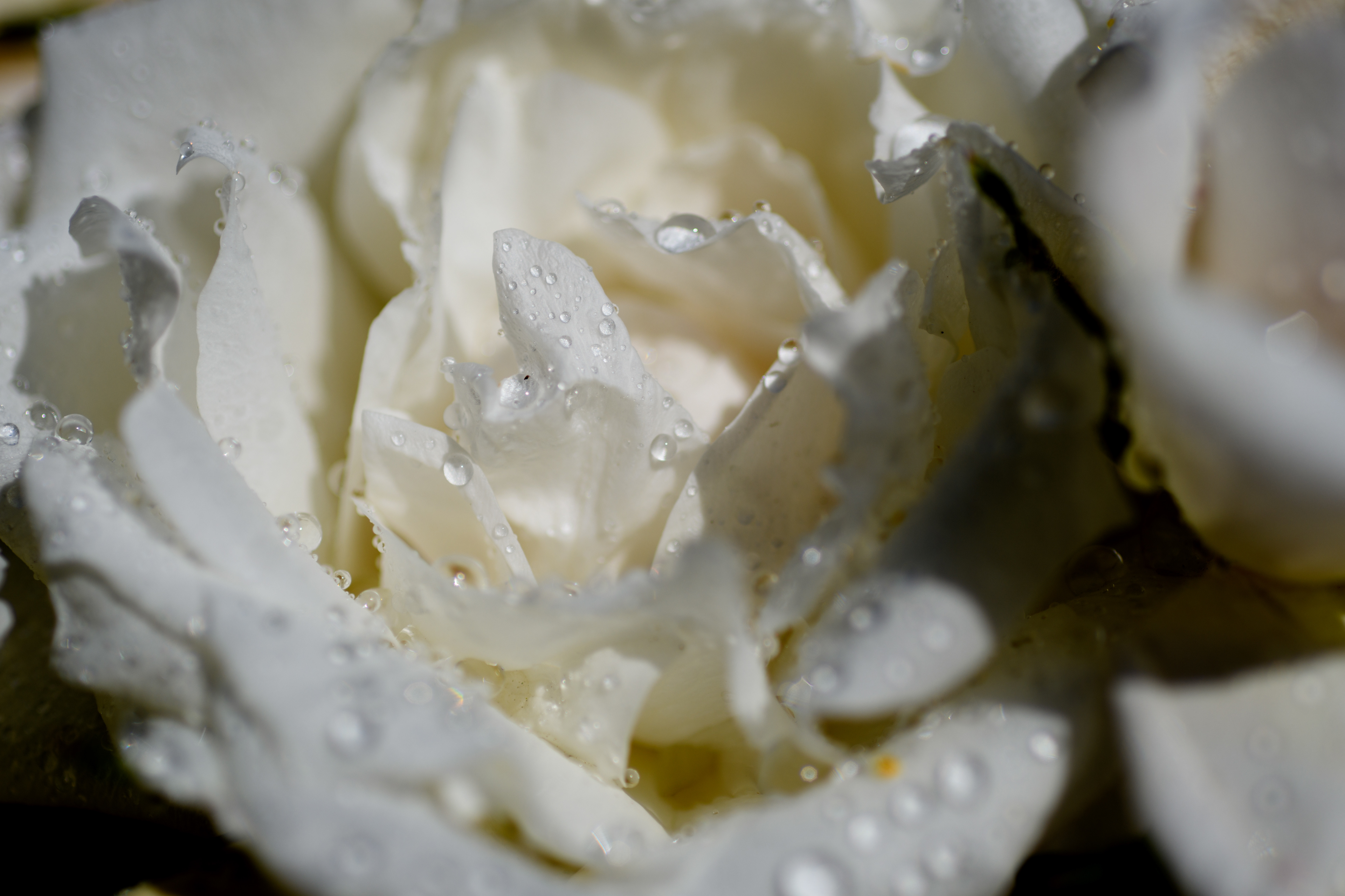 white rose with raindrops