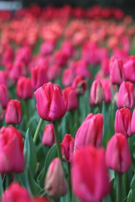 Macro nature & landscape photography