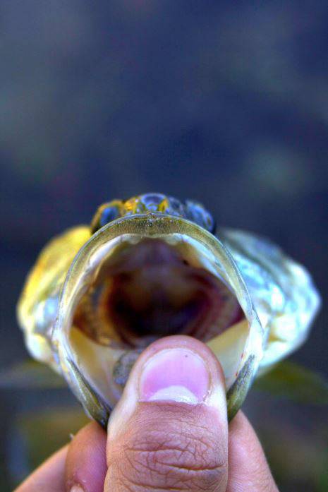 Macro nature photography