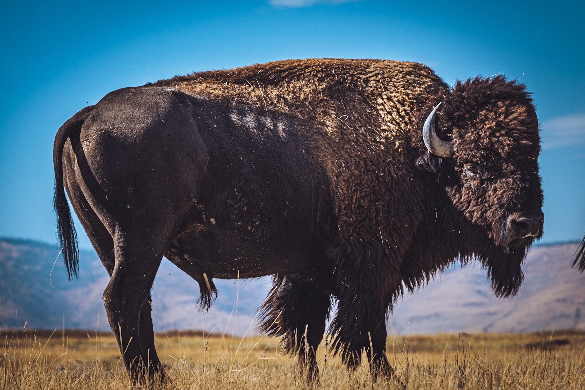 National Bison Range.