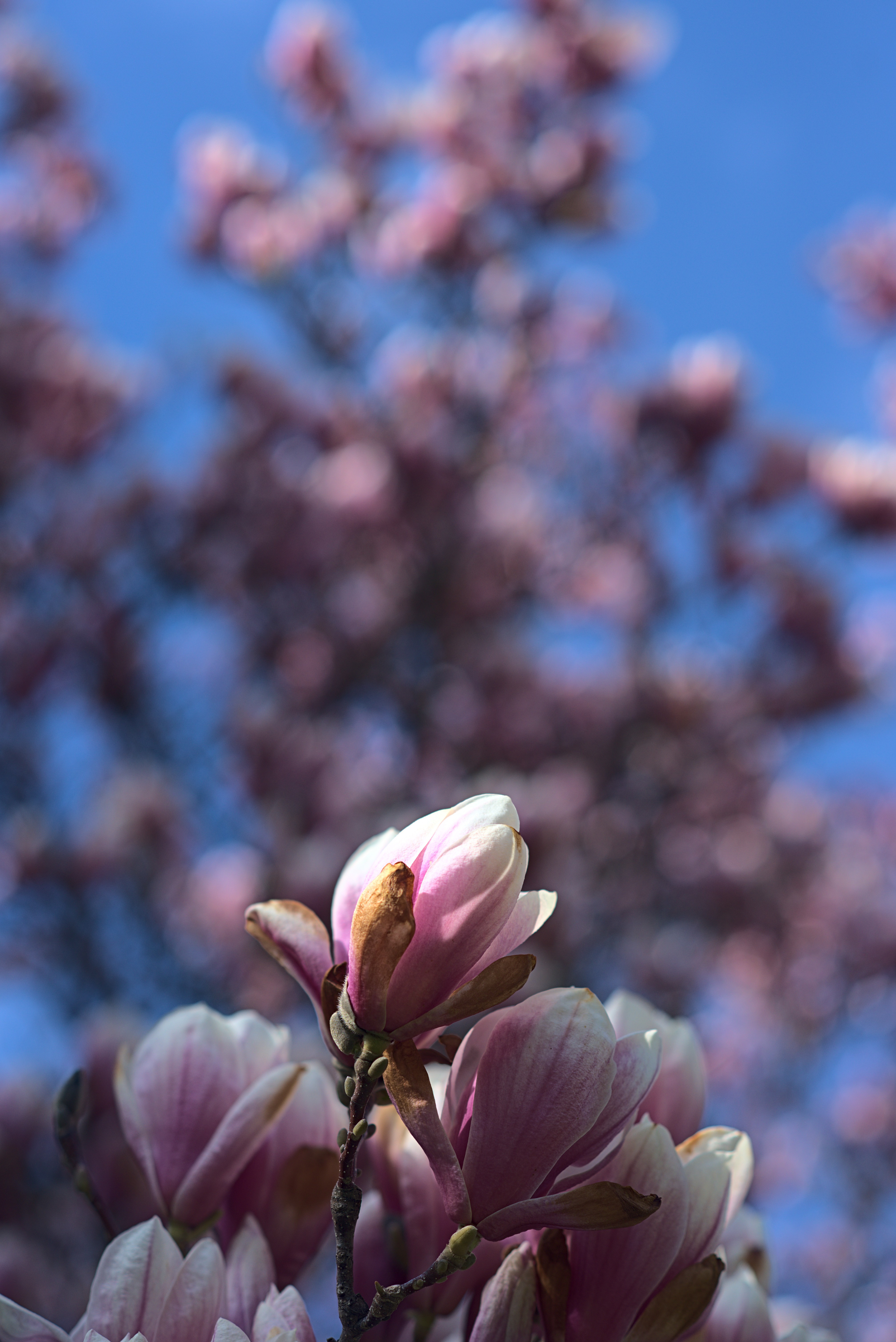 Magnolia - Erik Gillis