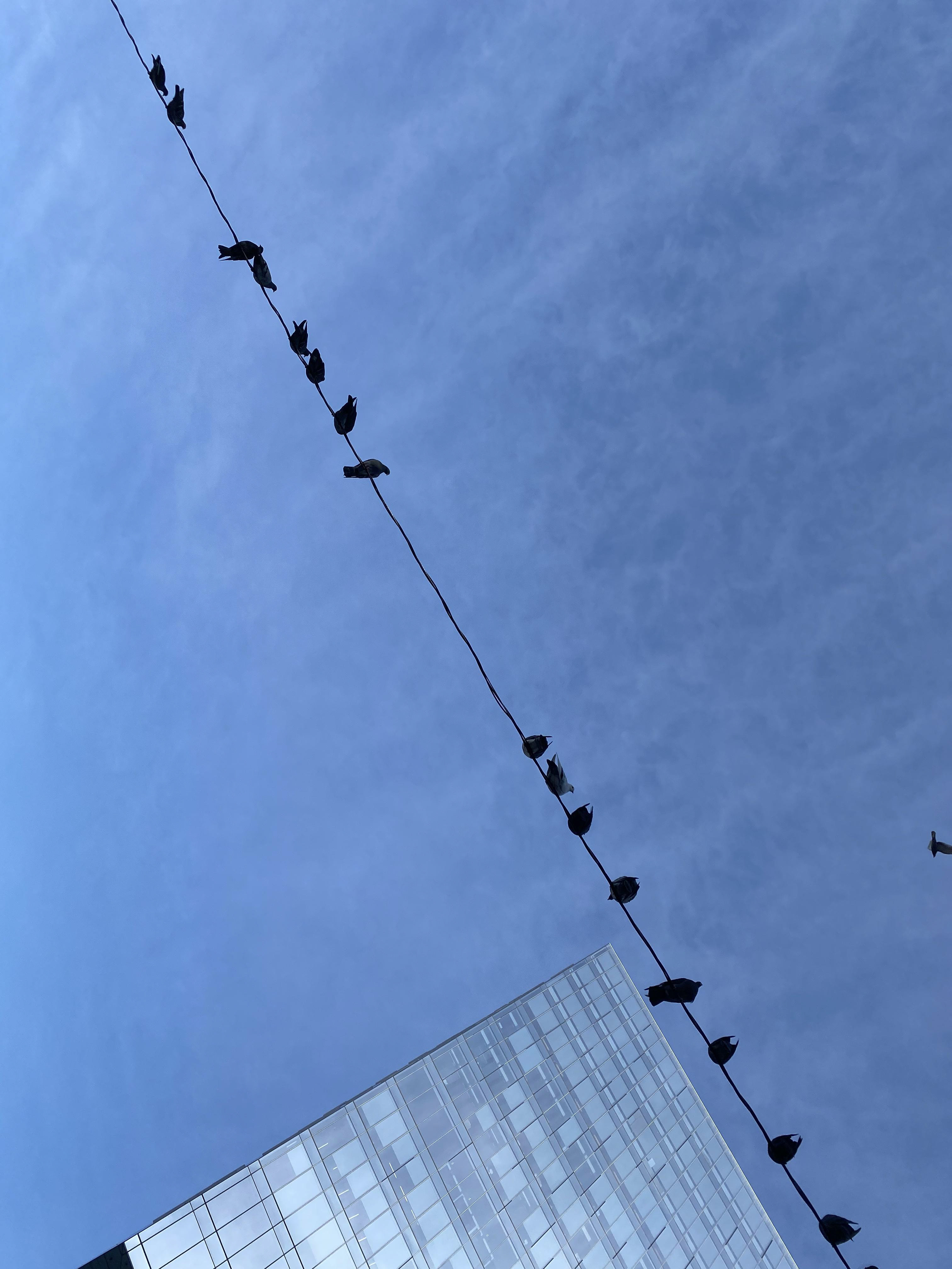 Birds I View
