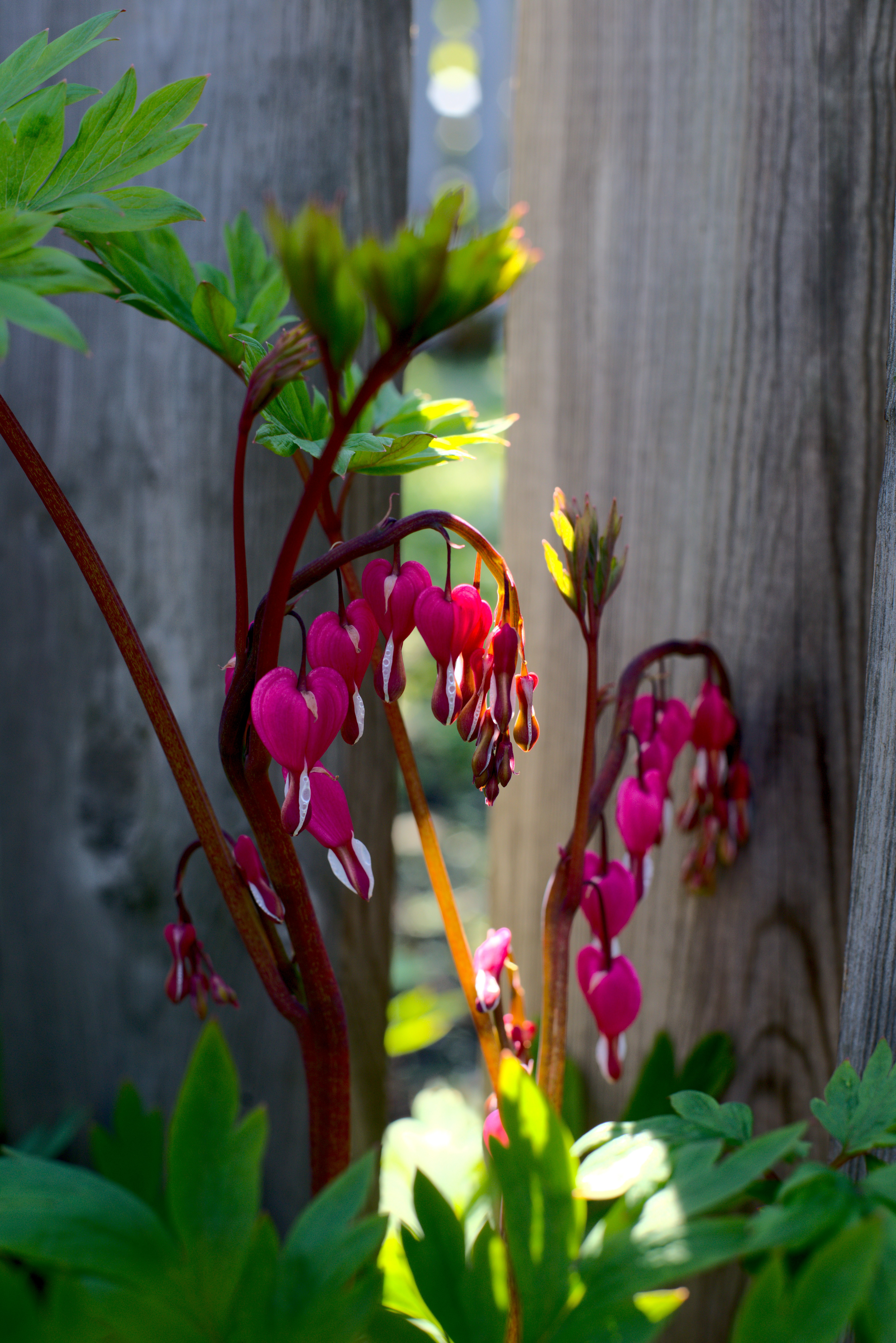 Bleeding Hearts - Erik Gillis
