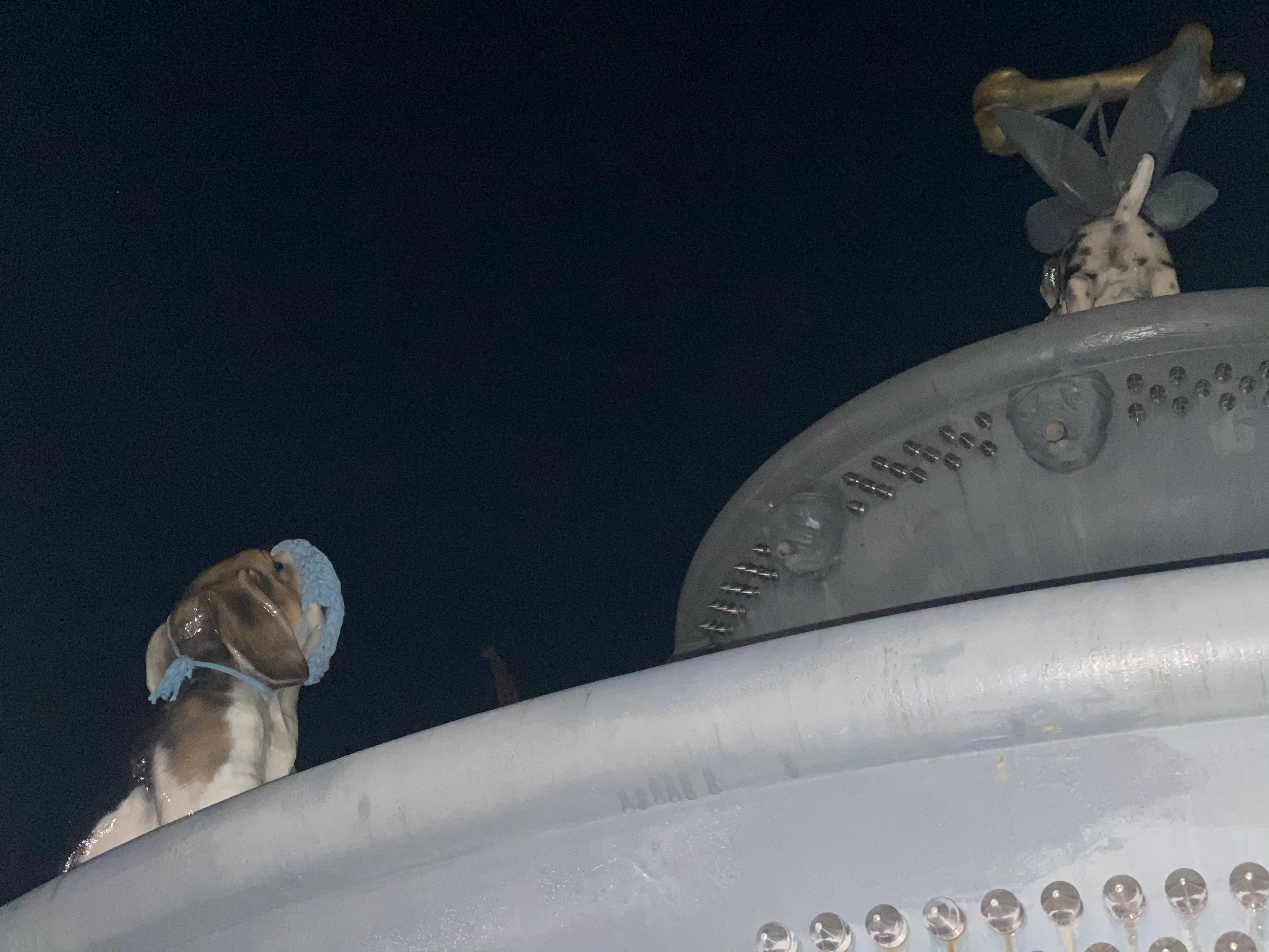 Dog Wears Mask World