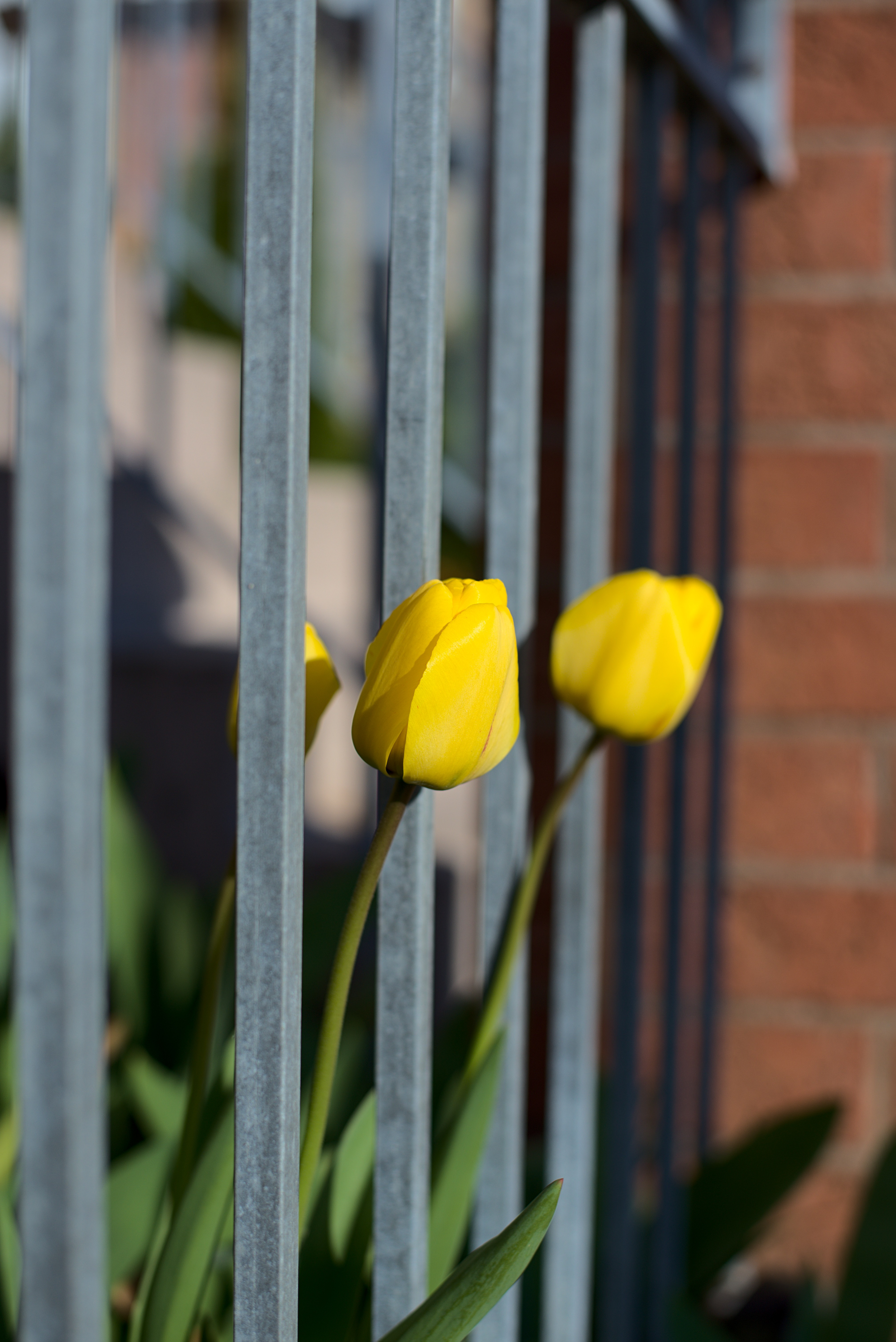 Yellow Tulips through Fence - Erik Gillis
