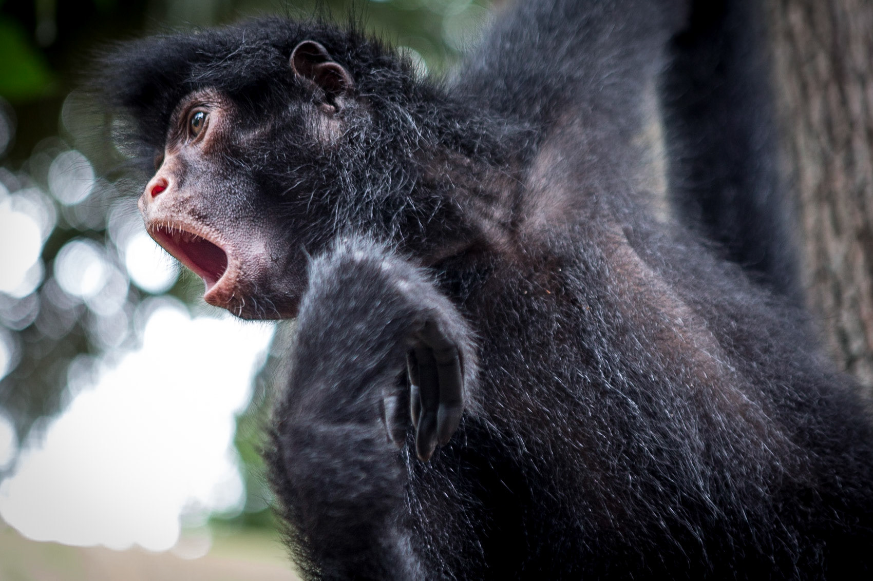 I met this monkey while shooting in the Amazon in 2014. I'm not sure of the exact location. I got on a small boat in Rurrenabaque, Bolivia and traveled north on the Beni River for about 2 hours.