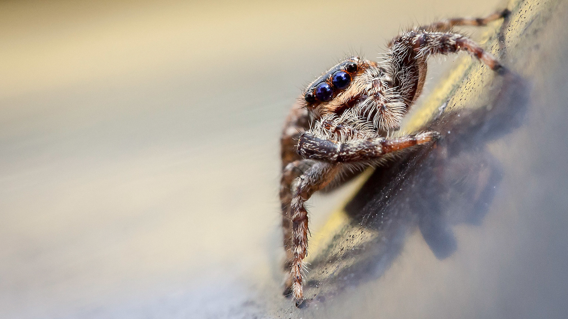 Springspinne