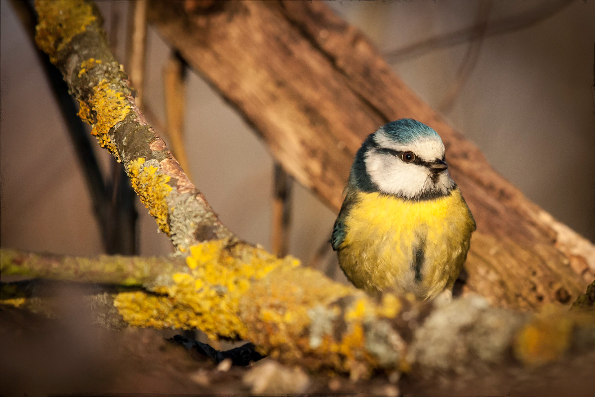 Blaumeise