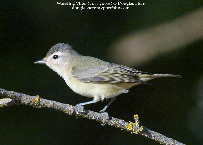 at Putah Creek bird bath