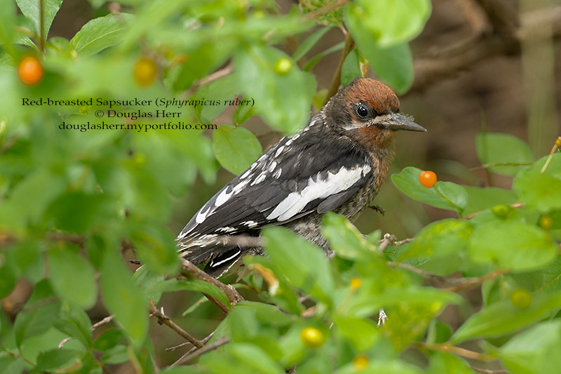 immature Red-breasted Sapsucker eating berries at Wrights Lake