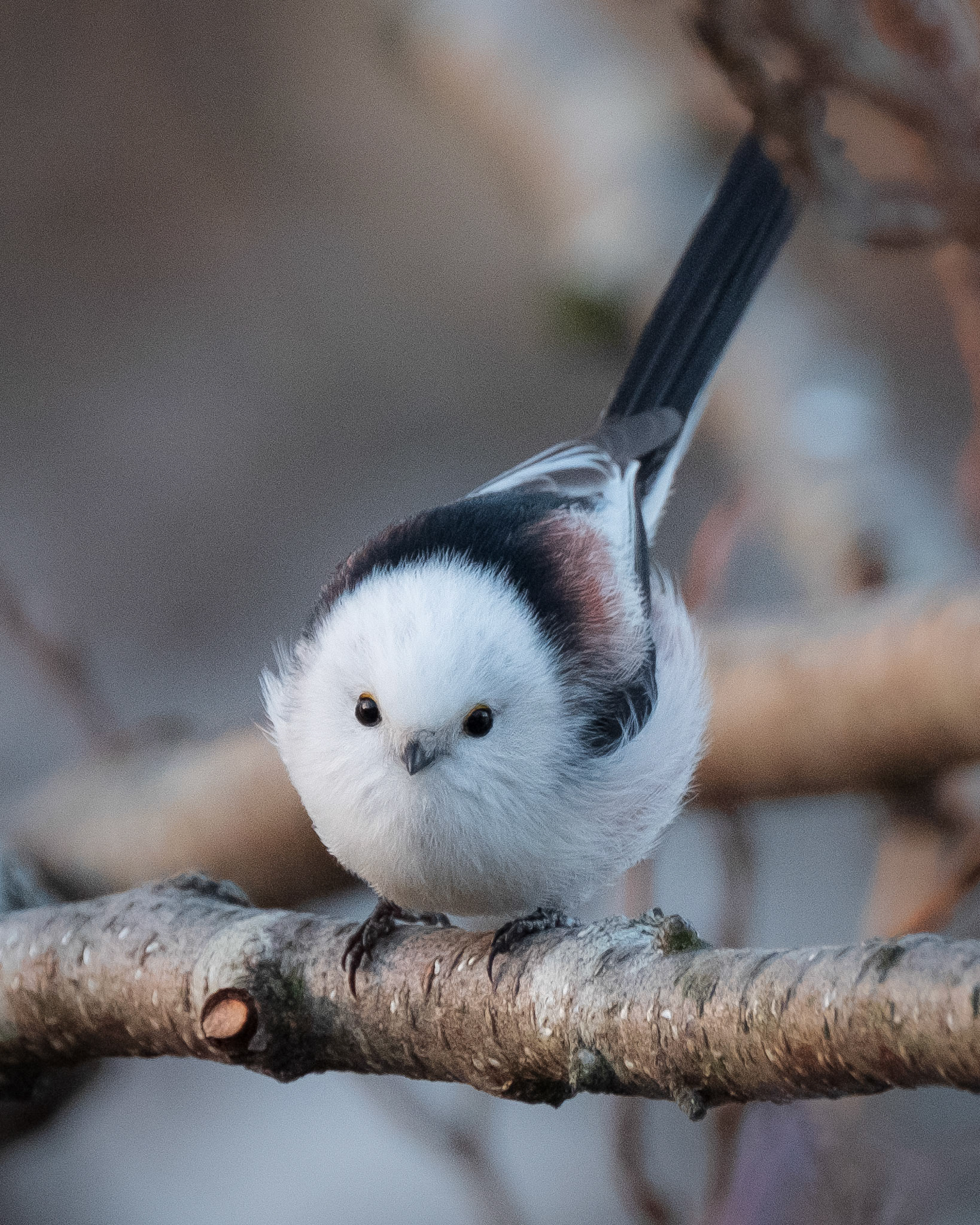 Stjertmeis (Longtailed Tit), Nesttunvatnet.
