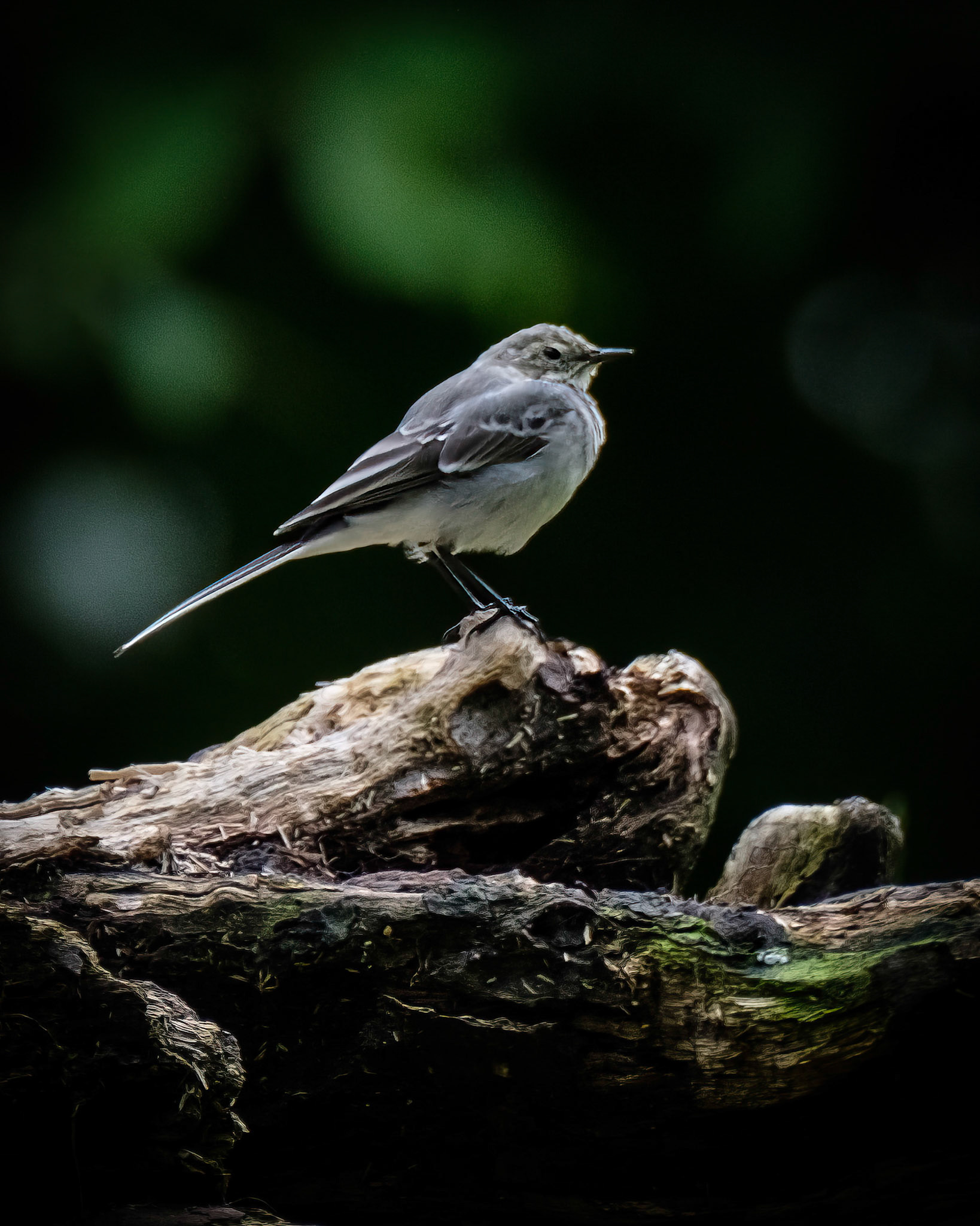 Linerle (White Wagtail), Nygårdsparken - Bergen.
