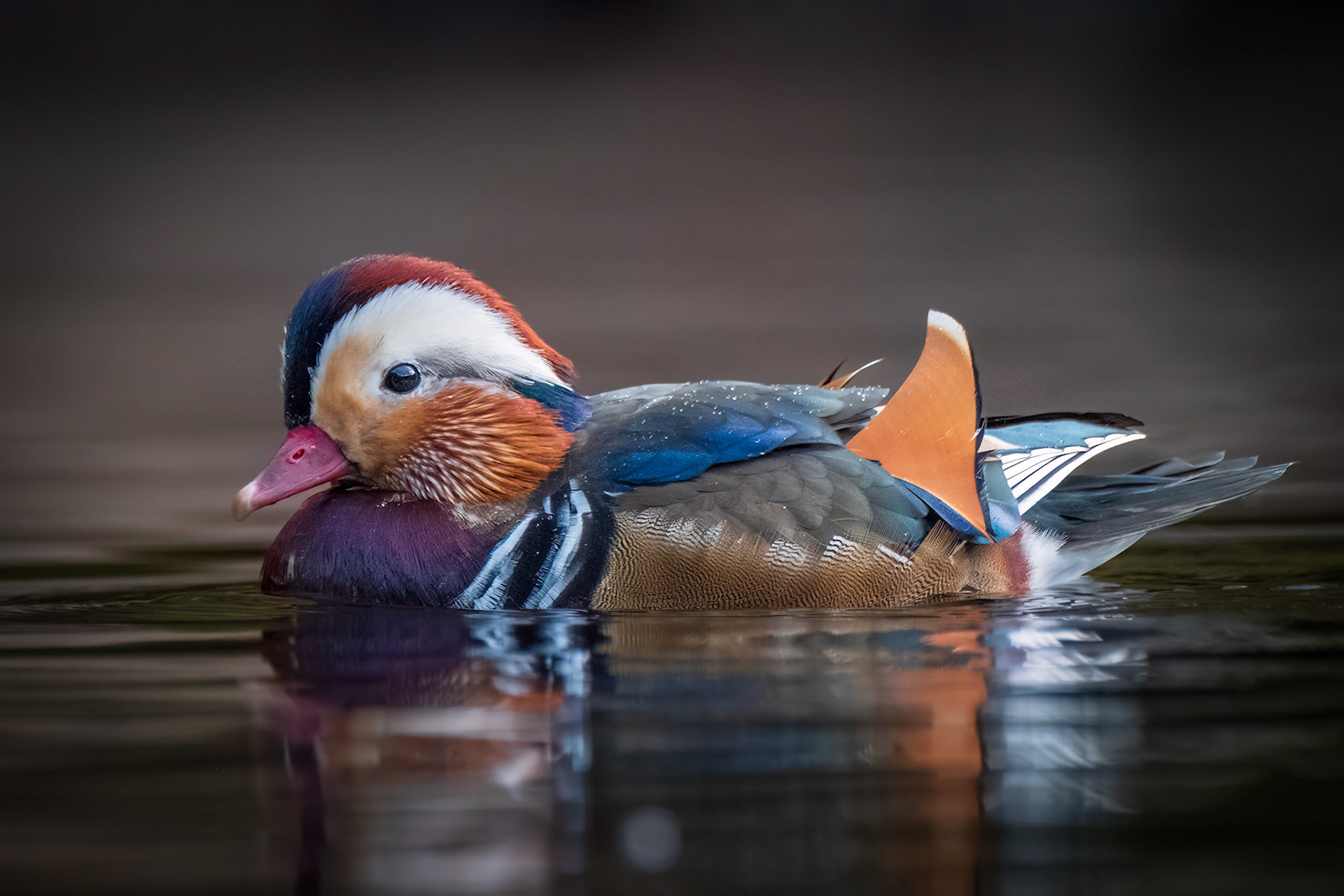Mandarinand (Mandarinduck), Fana - Bergen)