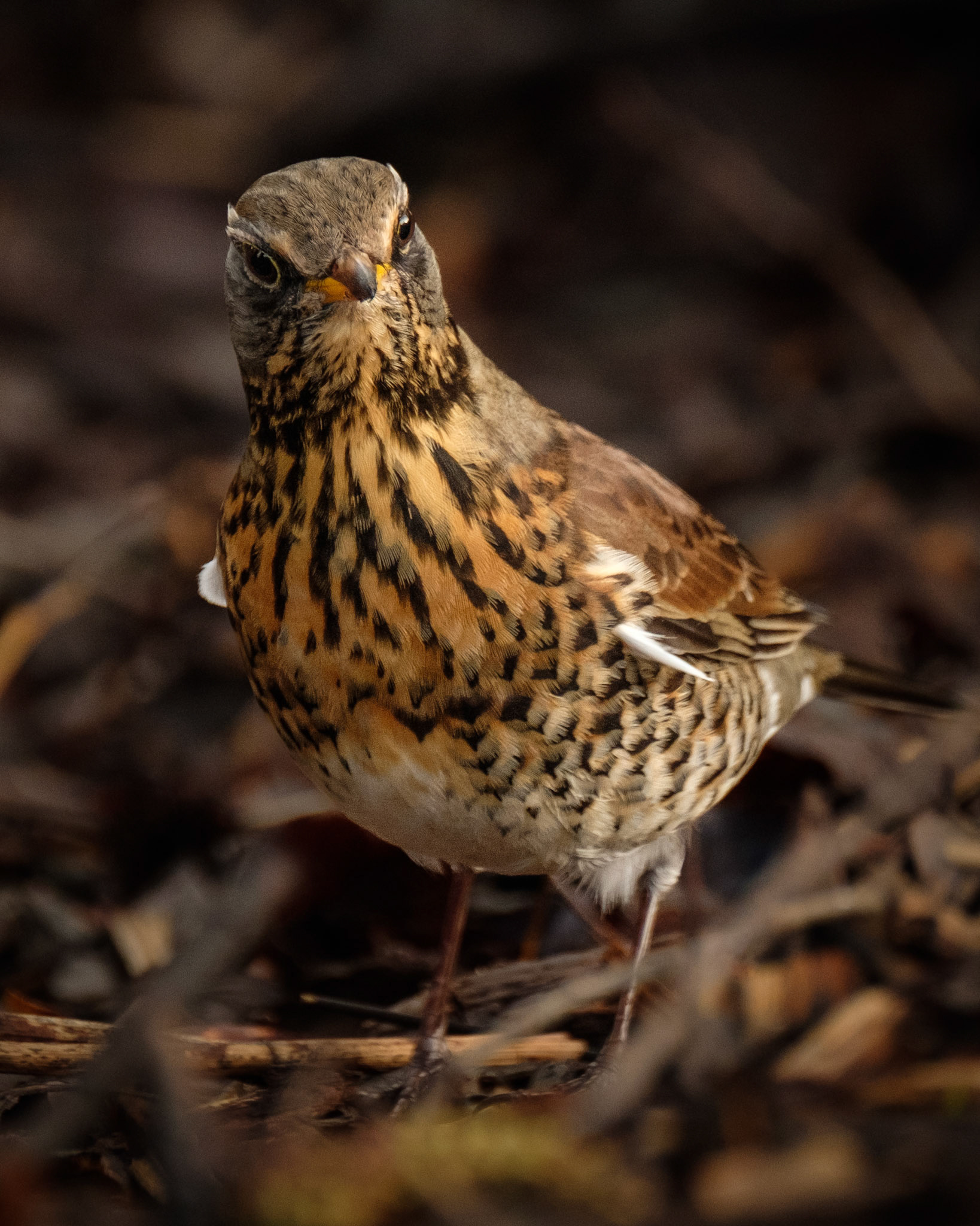 Gråtrost (Fieldfare), Hop - Bergen.