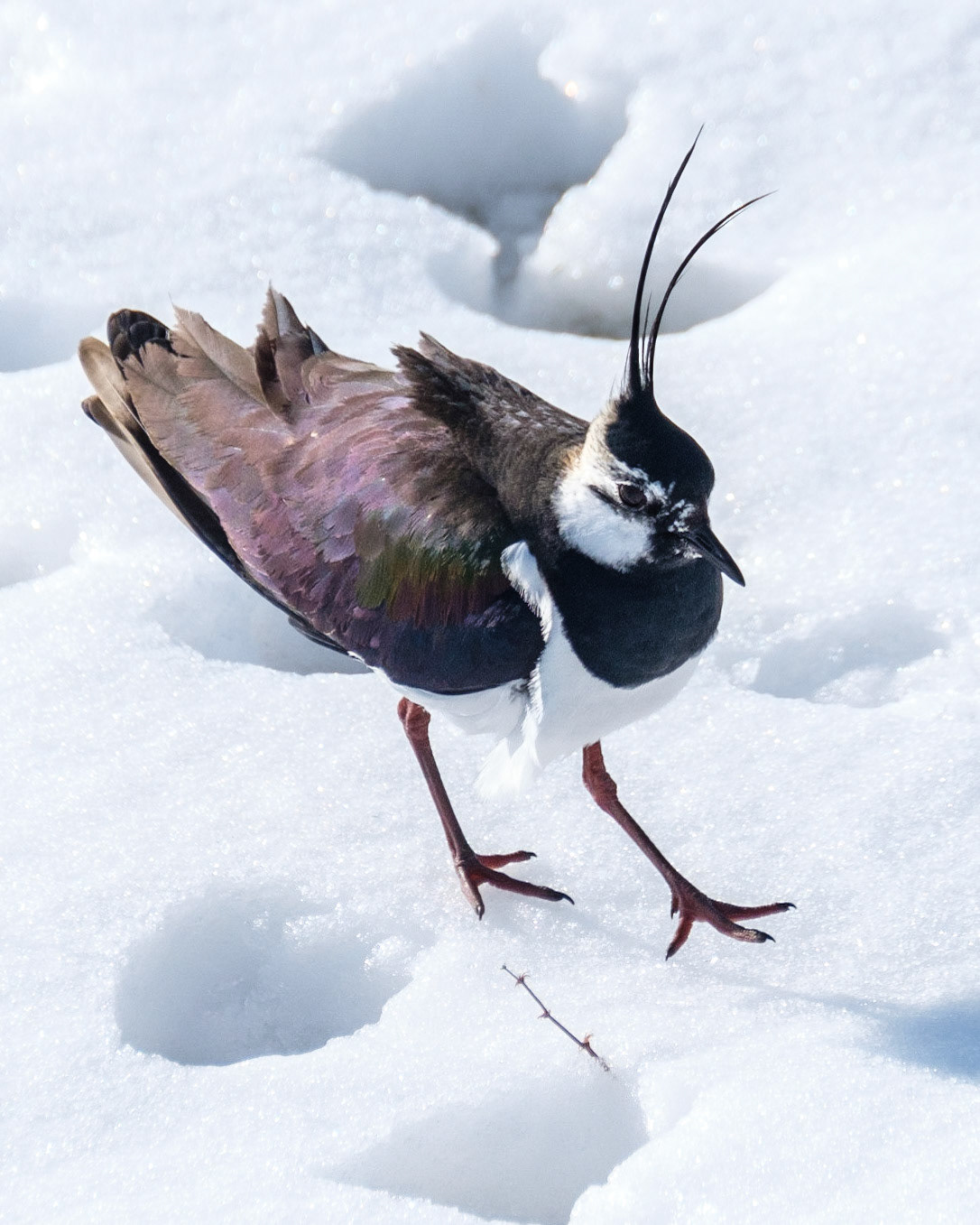 Vipe (Lapwing), Herdla - Askøy.