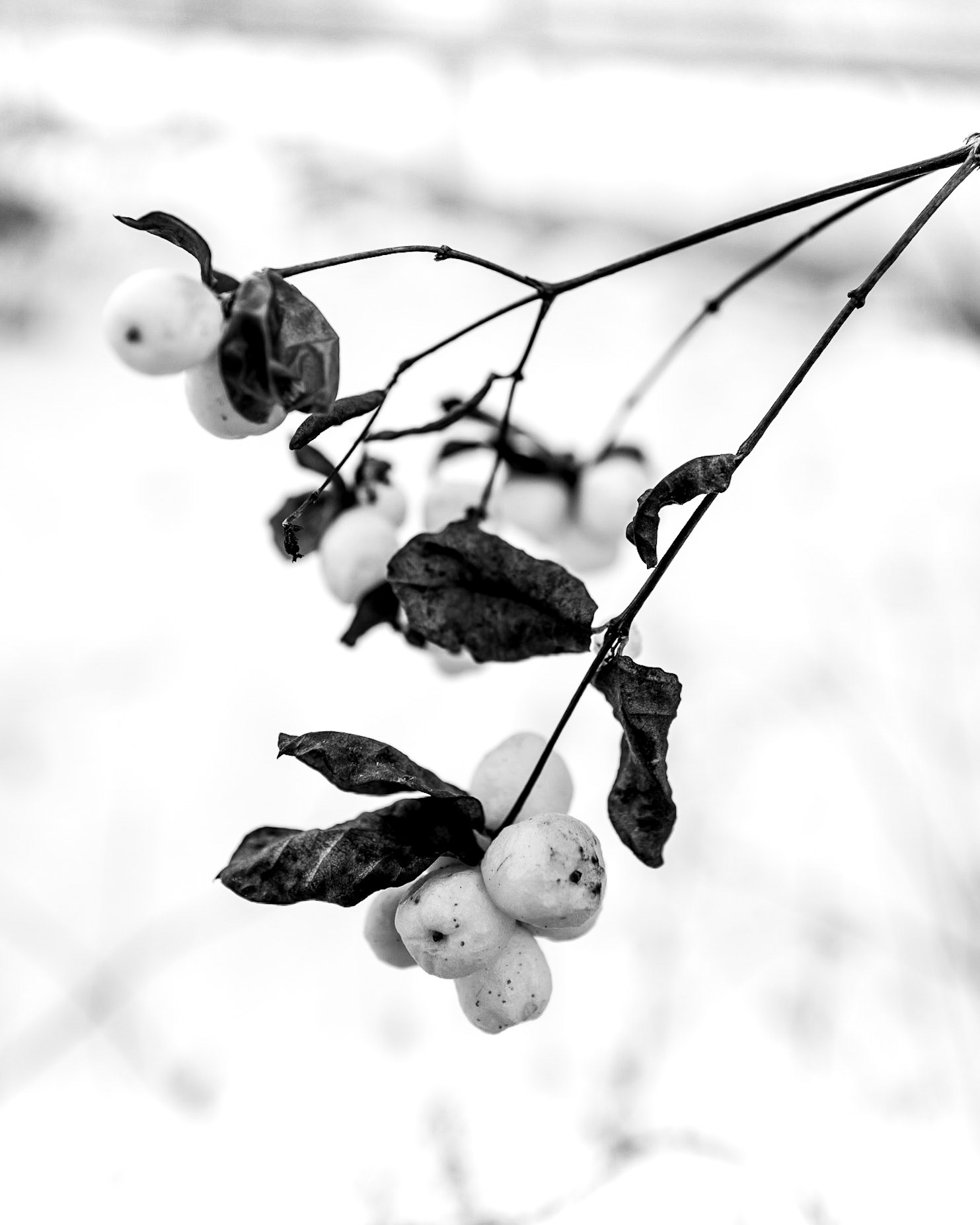 Frozen berries 🍒.