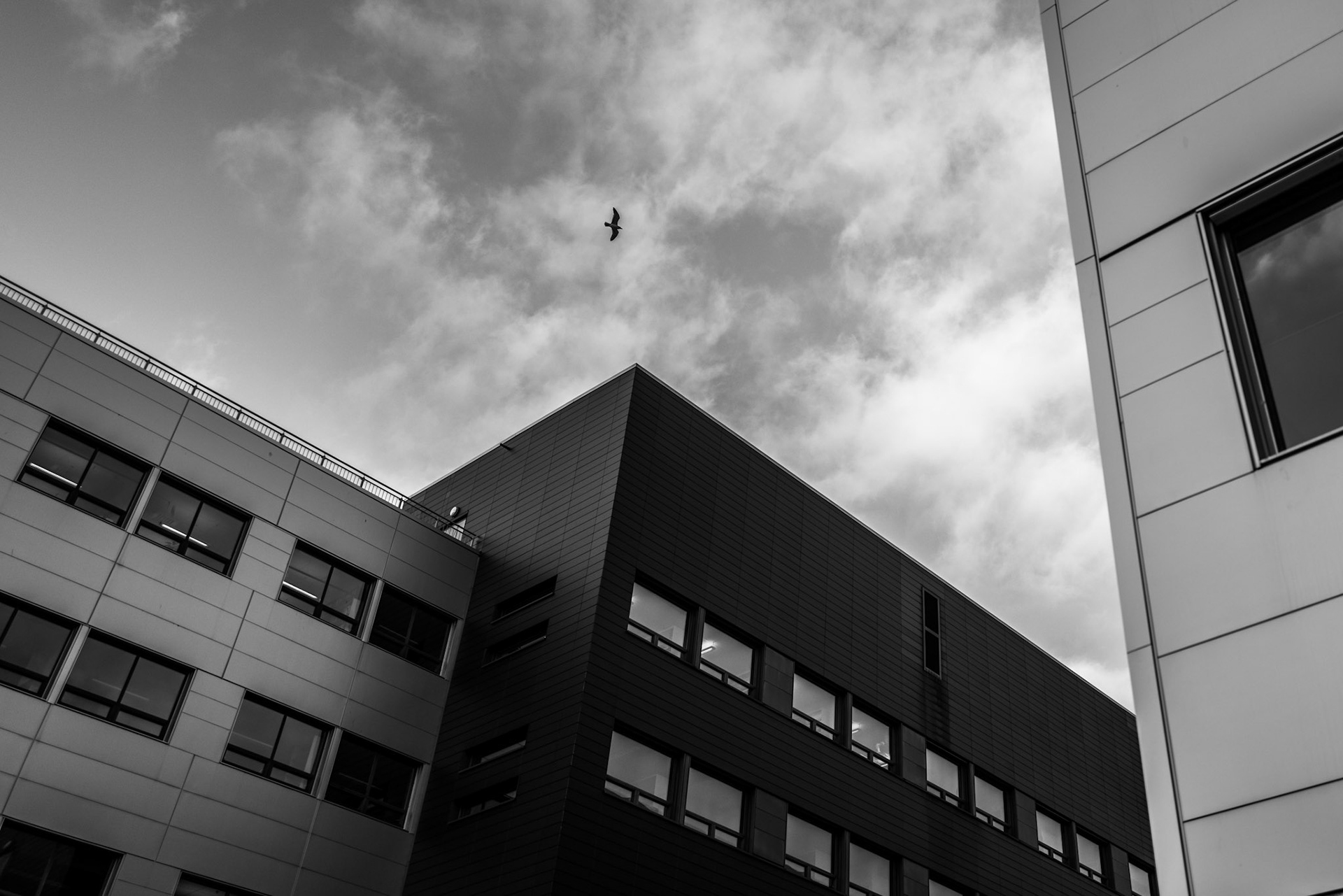 Den måken ser lengst som flyr høyest. Richard Bach