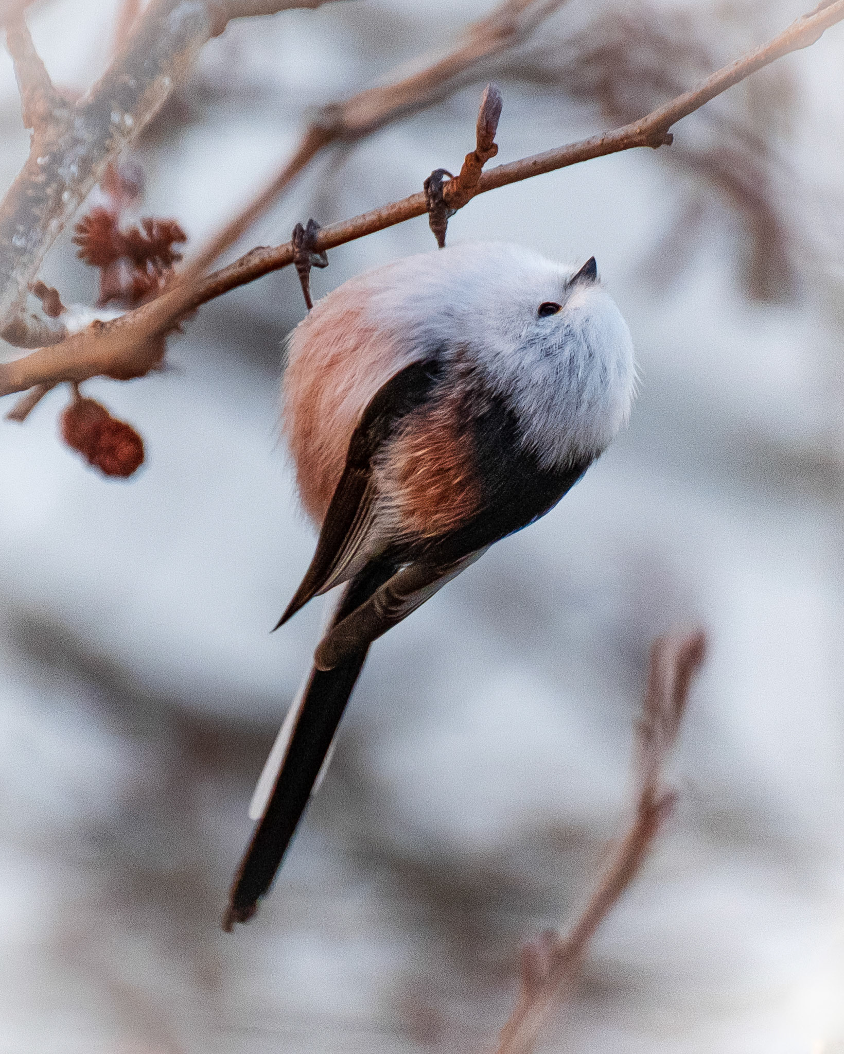 Stjertmeis (Longtailed Tit), Nesttunvatnet.