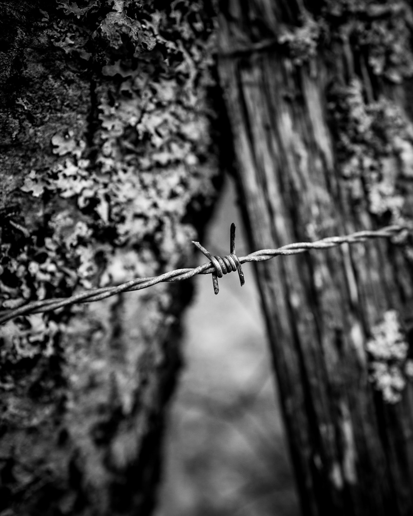 Forbuden vei er ofte svært velbrukt. Svenske ordtak