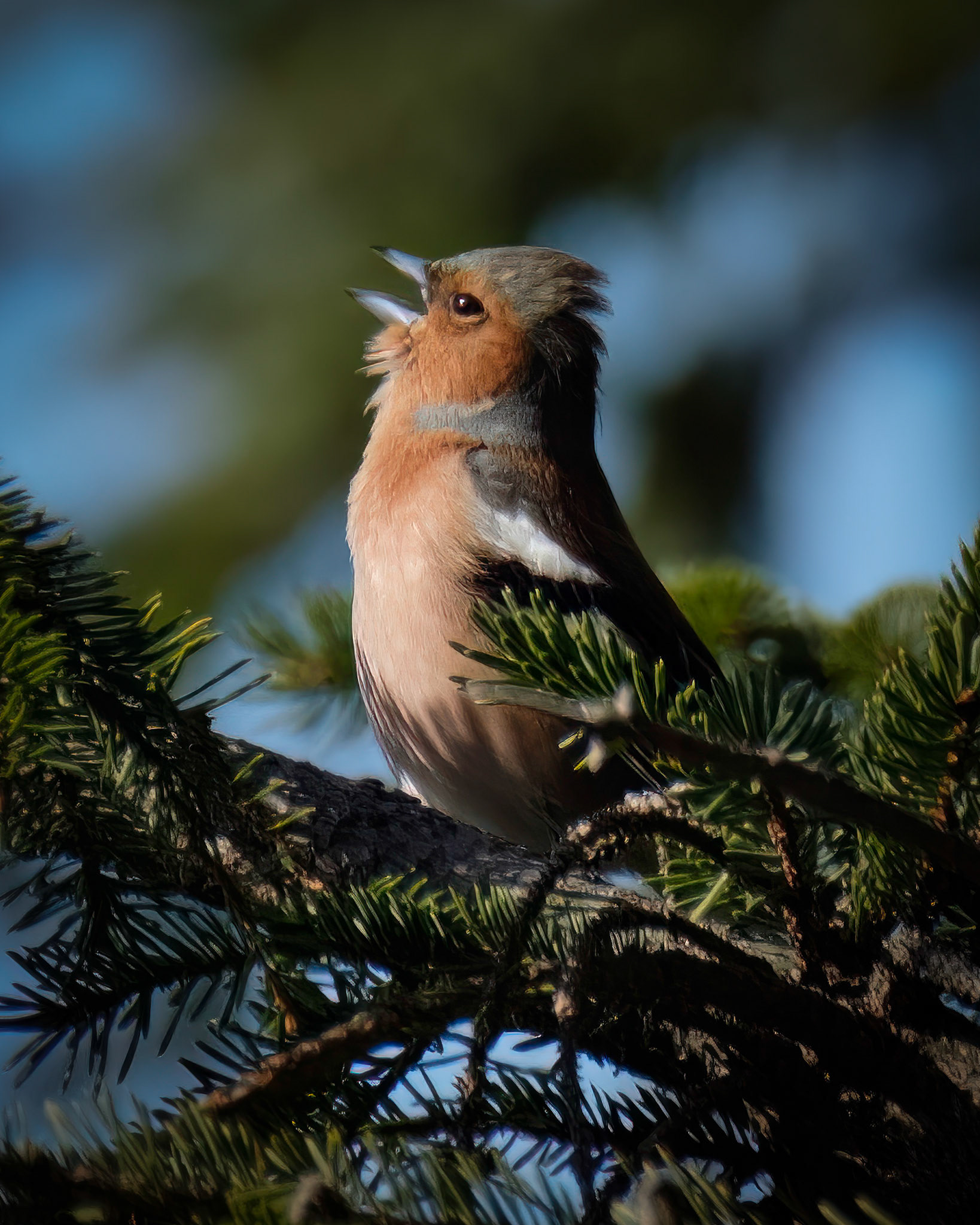 Bokfink (Chaffinch), Totland - Bergen.