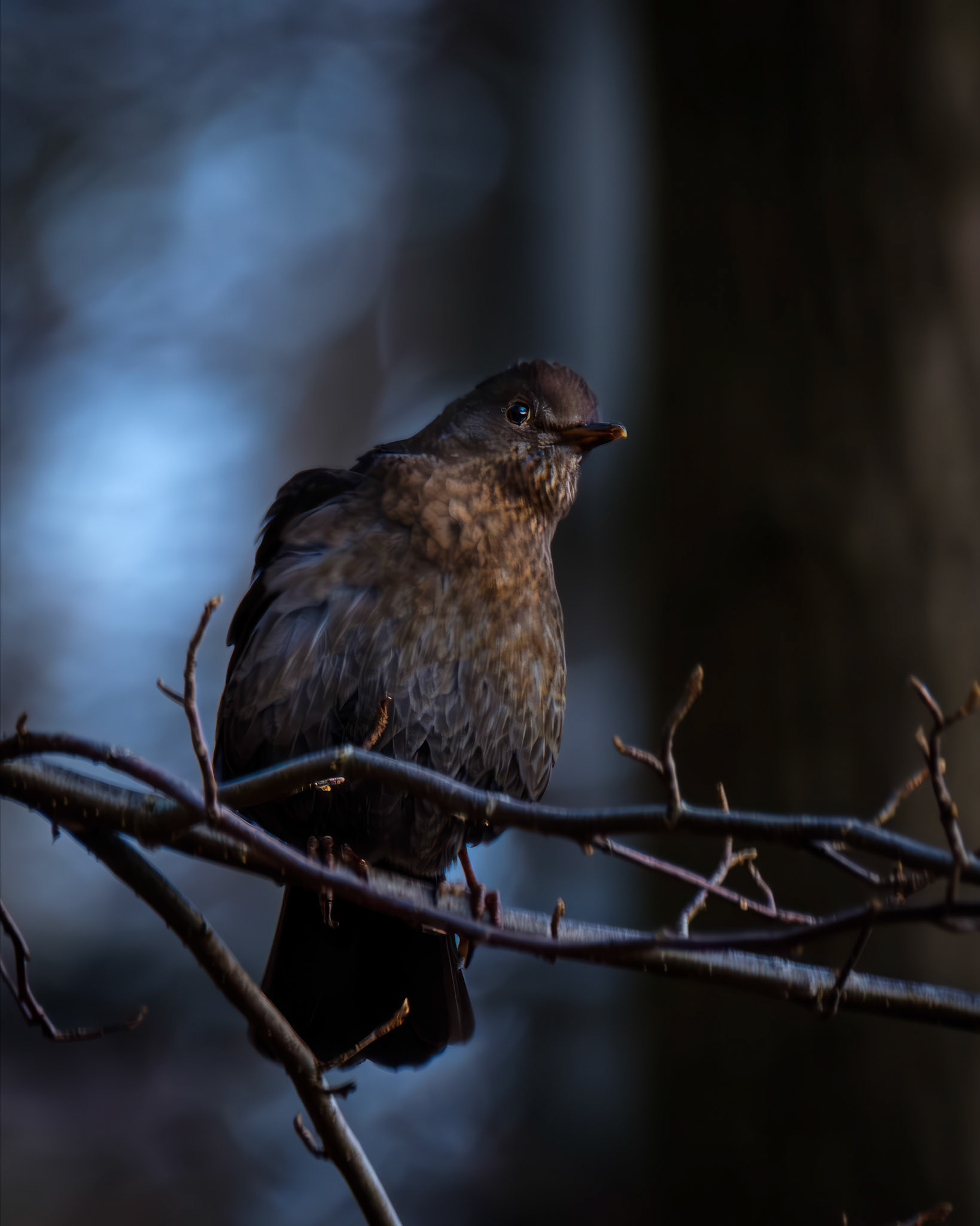 Svarttrost (Eurasian Blackbird), Forskjønnelsen - Bergen.