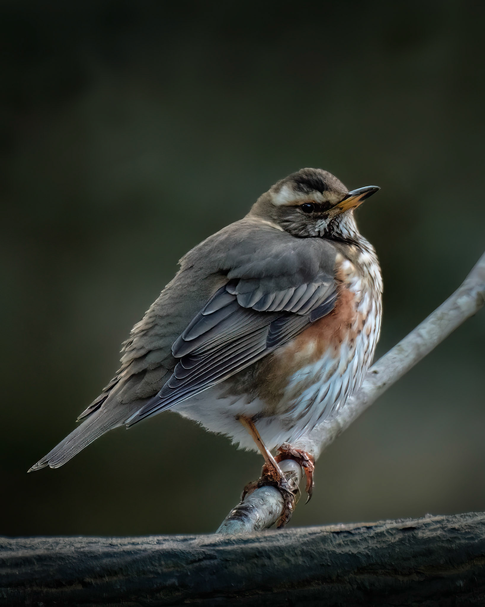 Rødvingetrost (Redwing), Nygårdsparken - Bergen.