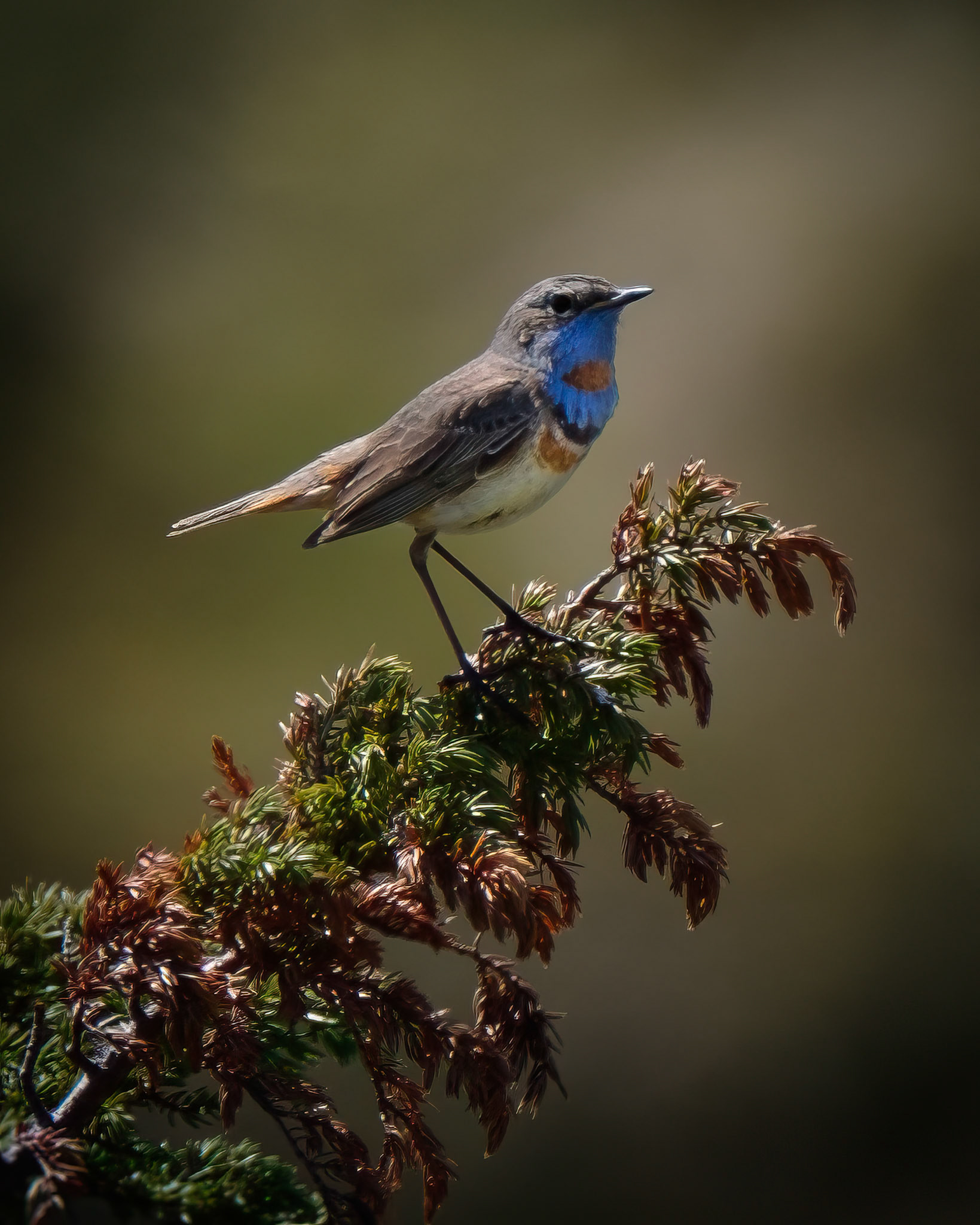 Blåstrupe (Bluethroat) - Vikafjell