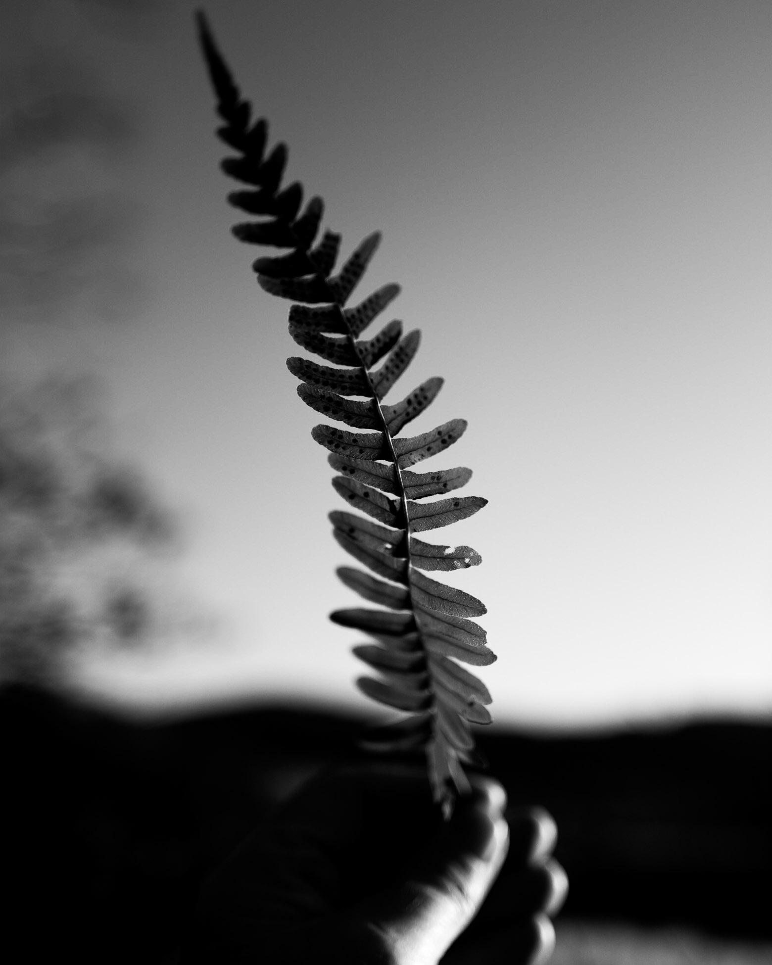 "The ladder of success is best climbed by stepping on the rungs of opportunity." Ayn Rand  _______________________ Hashtags: #leicaq2monochrome #q2monochrome #leica_fotografie_international #leicaphotography #leica  #leicaworld #leicacamera  #leicastoreoslo  #blackandwhitephotography #blackandwhite  #raw_bnw #ig_bnw  #bw_captures #bnw_captures   #bwphotography #bnw #quoteoftheday  #bnwphotography #monochrome
