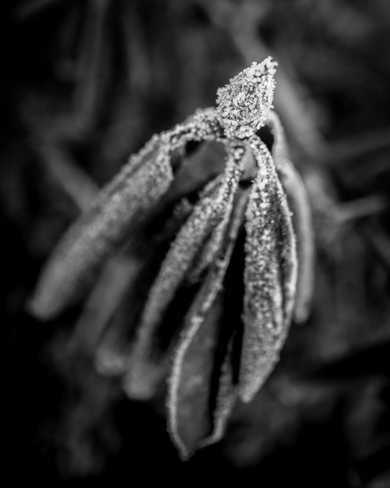 Ja visst gör det ont när knoppar brister. Varför skulle annars våren tveka? Karin Boye