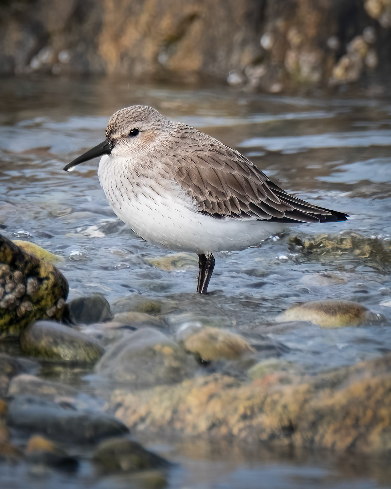 Myrsnipe (Dunlin), Herdla - Askøy.