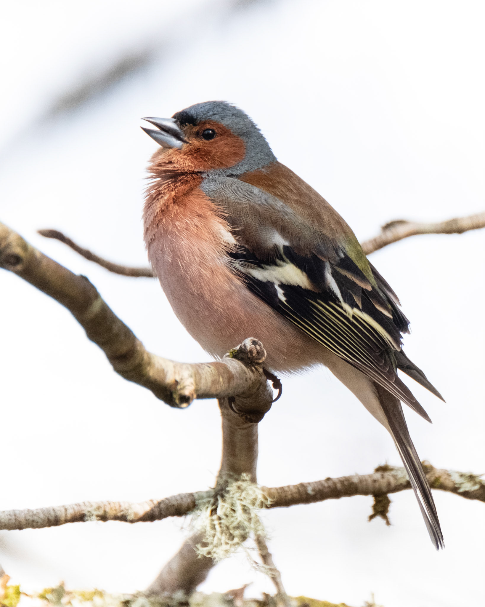 Bokfink (Chaffinch), Myrdalen - Bergen.