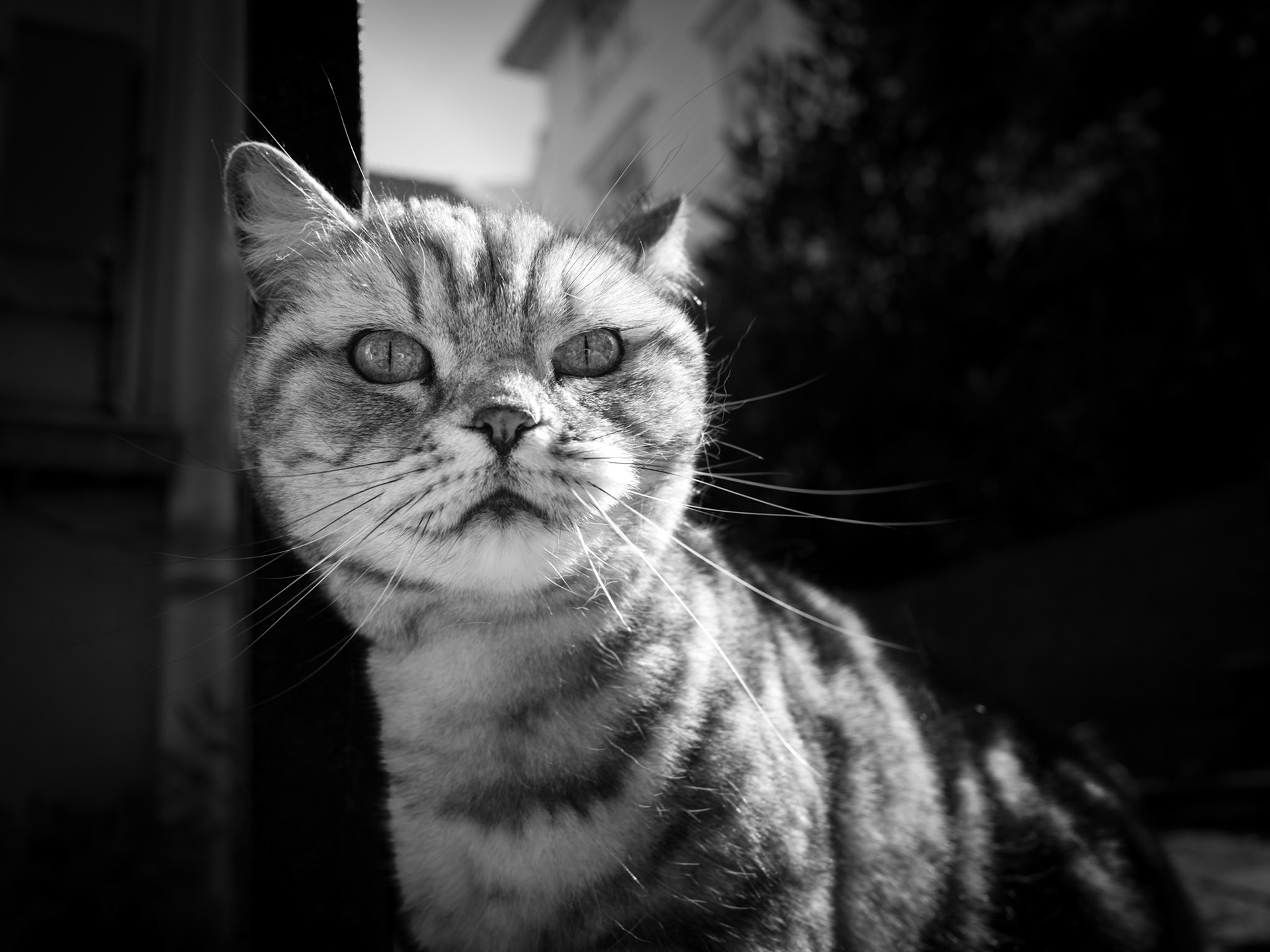 Nå skinner sola i vinduskarmen, og katta maler som aldri før. Alf Prøysen