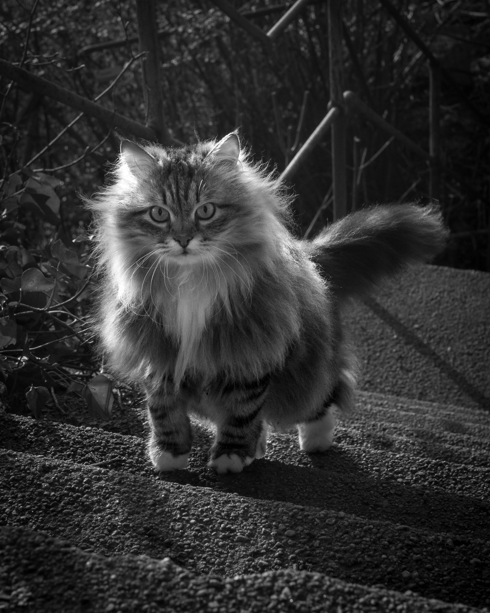 Hold ut hold frem hold på Du kan klar det du kan du må Det går oppover og da vet du d’e tungt å gå Halvdan Sivertsen