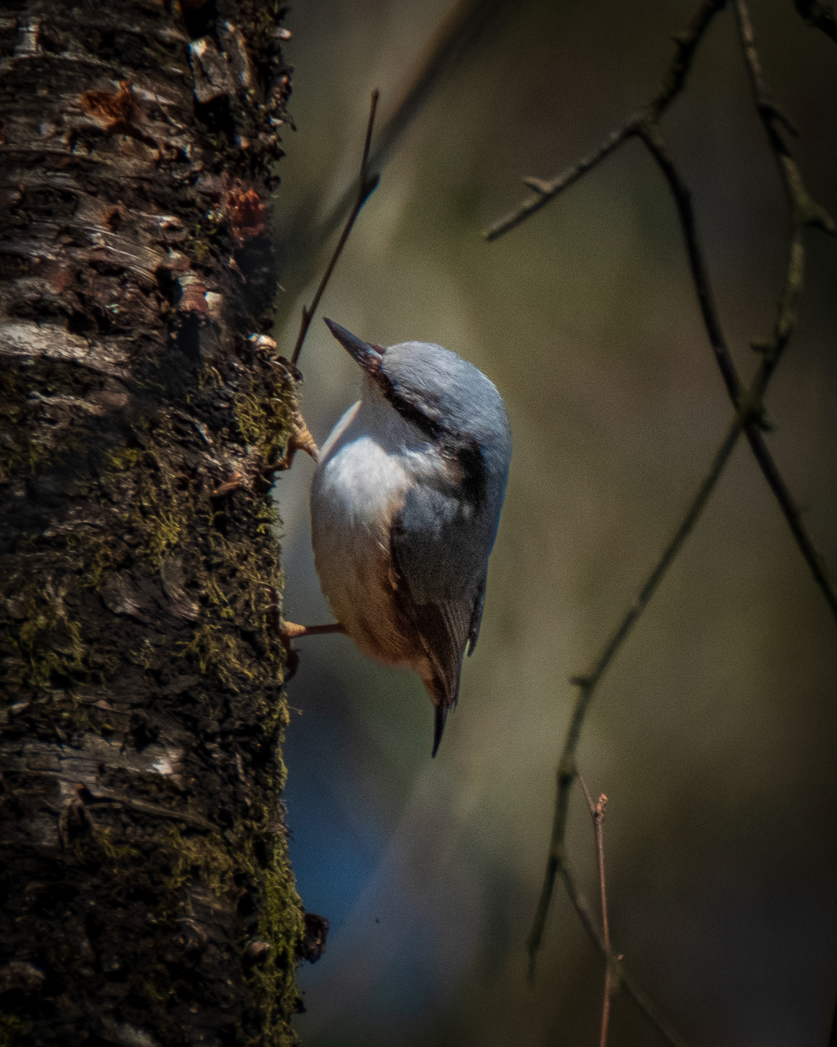 Spettmeis (Eurasian Nuthatch), Stend - Fana.