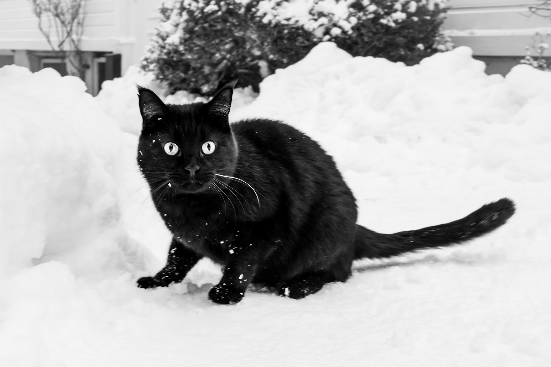 Angsten er en lurvete kjøter. Hele natten igjennom ligger den i sengen og stirrer på meg, årvåkent. I det jeg slår øynene opp, farer den frem og setter tennene i meg. Hver dag vinner jeg kampen mot uhyret. Karin Fossum