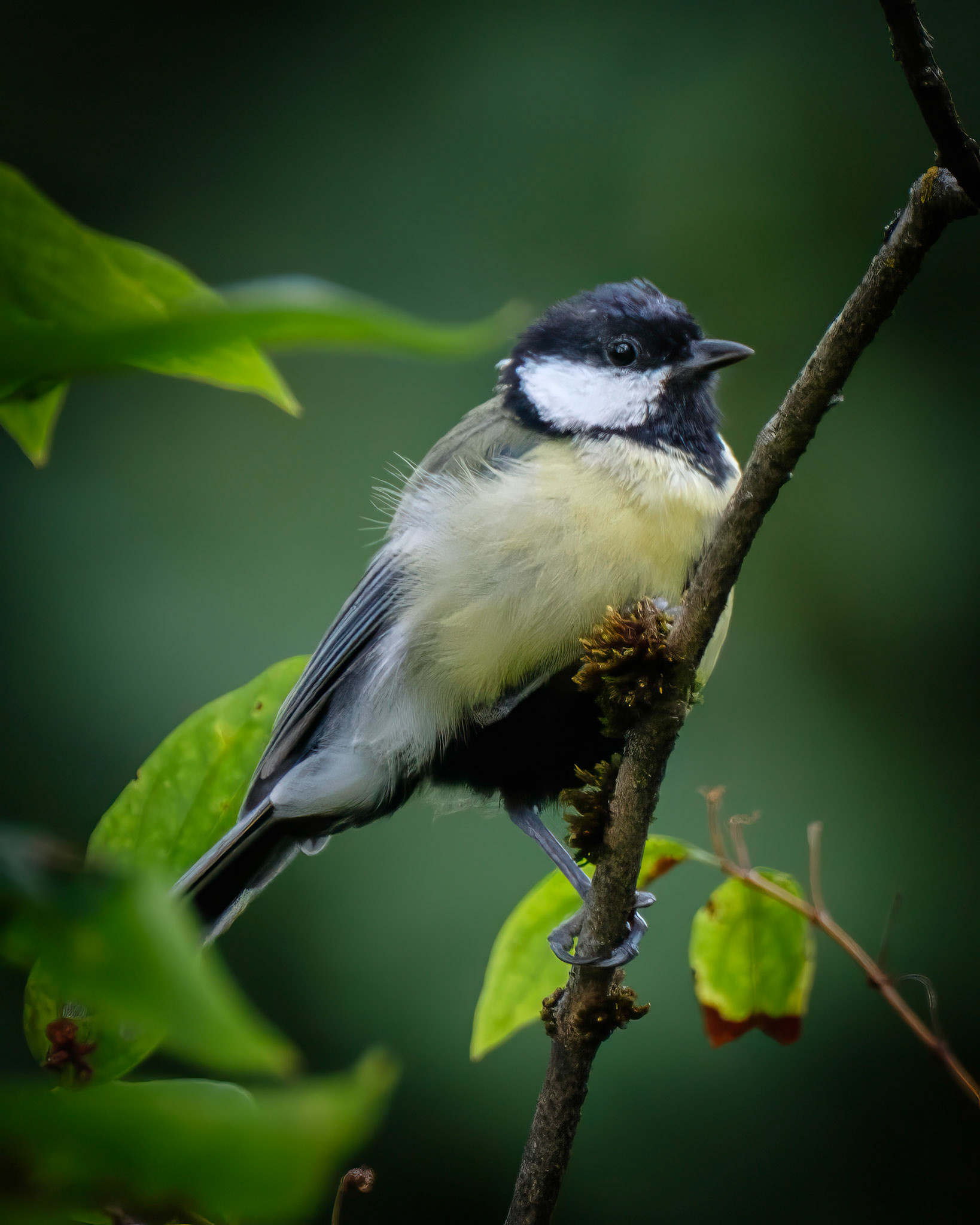 Kjøttmeis (Great tit), Nygårdsparken - Bergen.