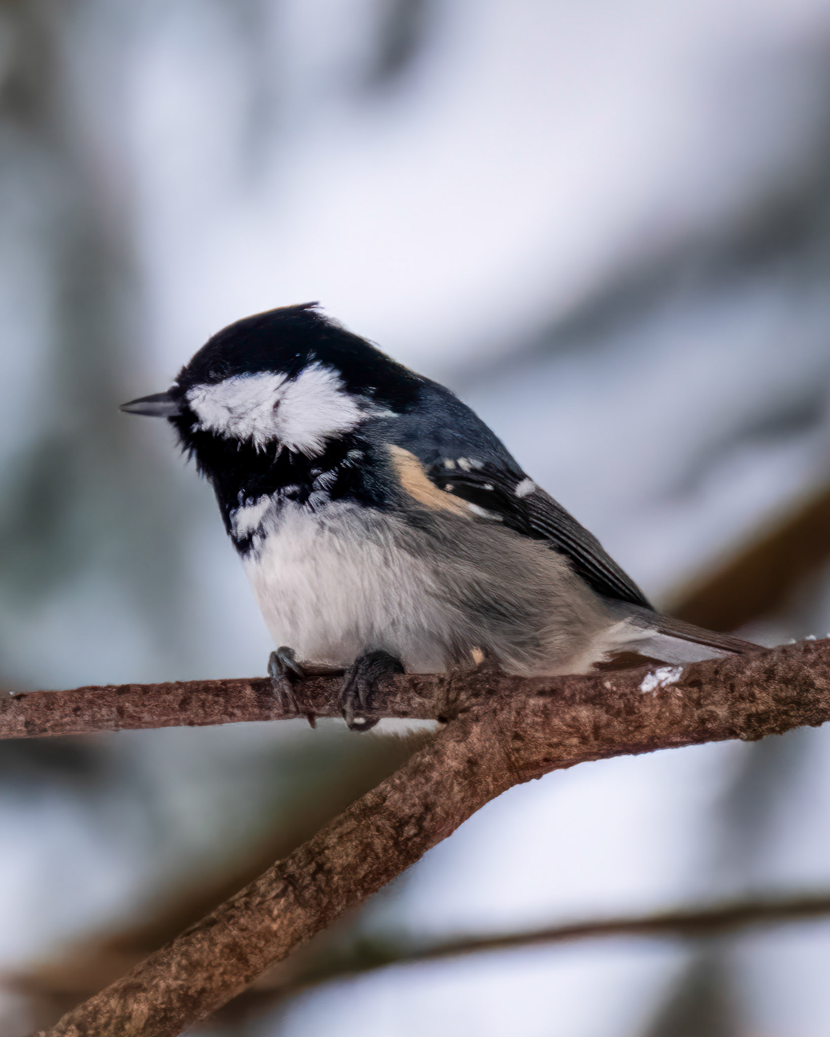 Svartmeis (Coal Tit), Stend - Fana