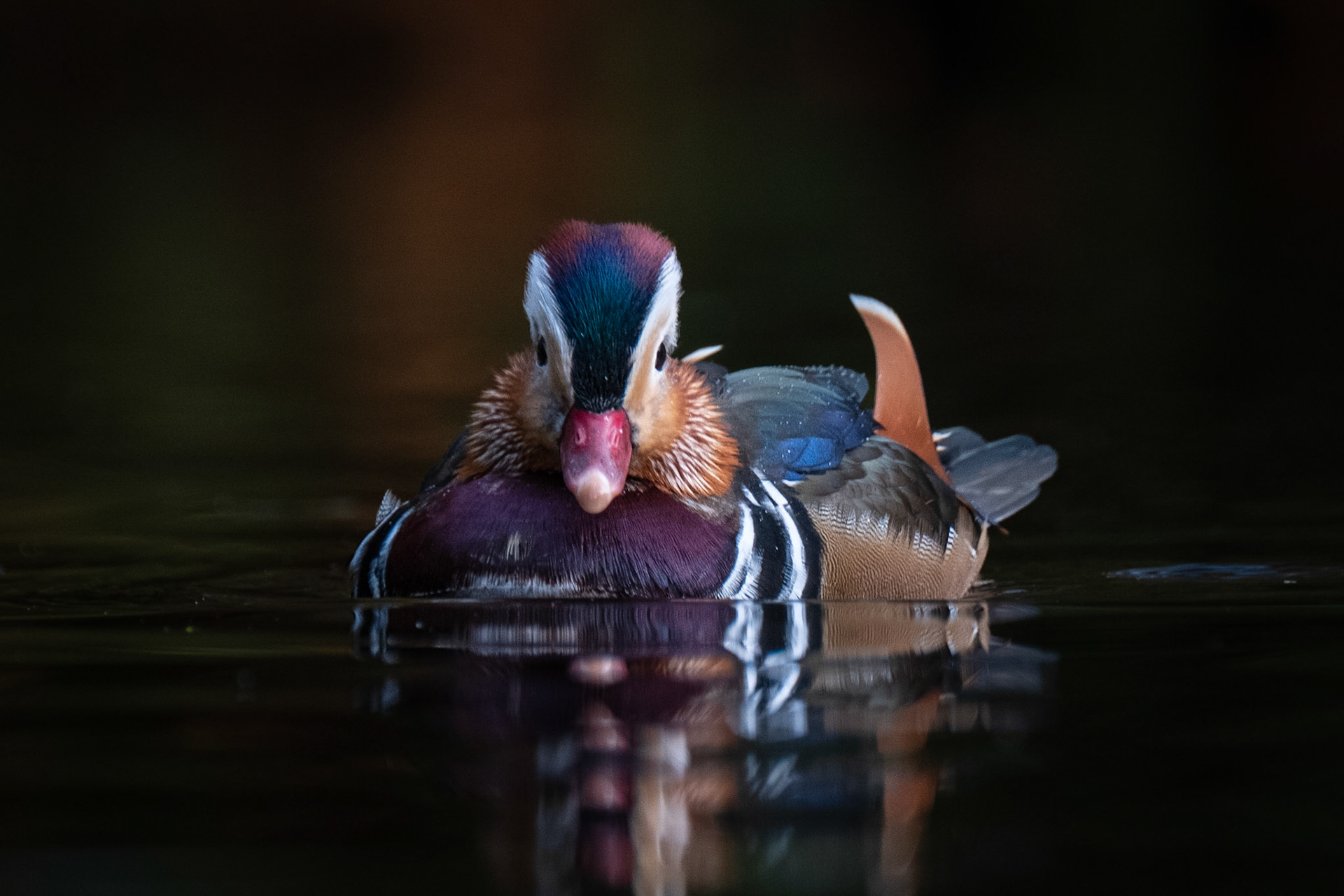 Mandarinand (Mandarinduck), Fana - Bergen)
