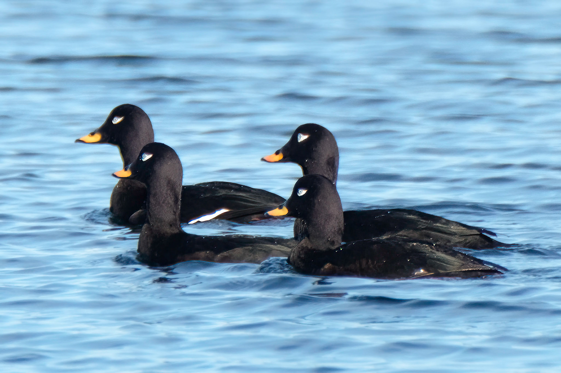 Sjøorre (Veltetscoter), Herdla - Askøy