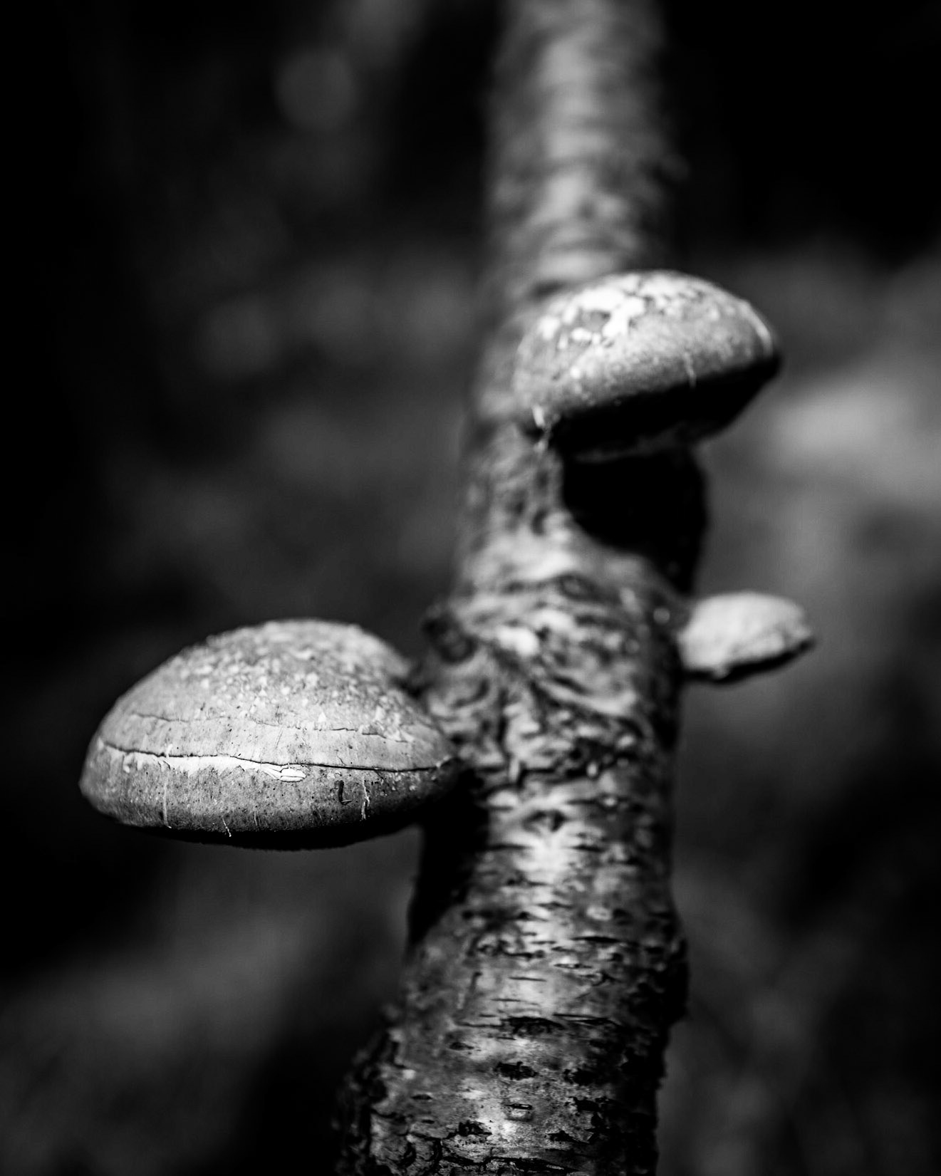 Det er med gode ideer som med sopp; der man finner én er det ofte flere. Hans Carossa