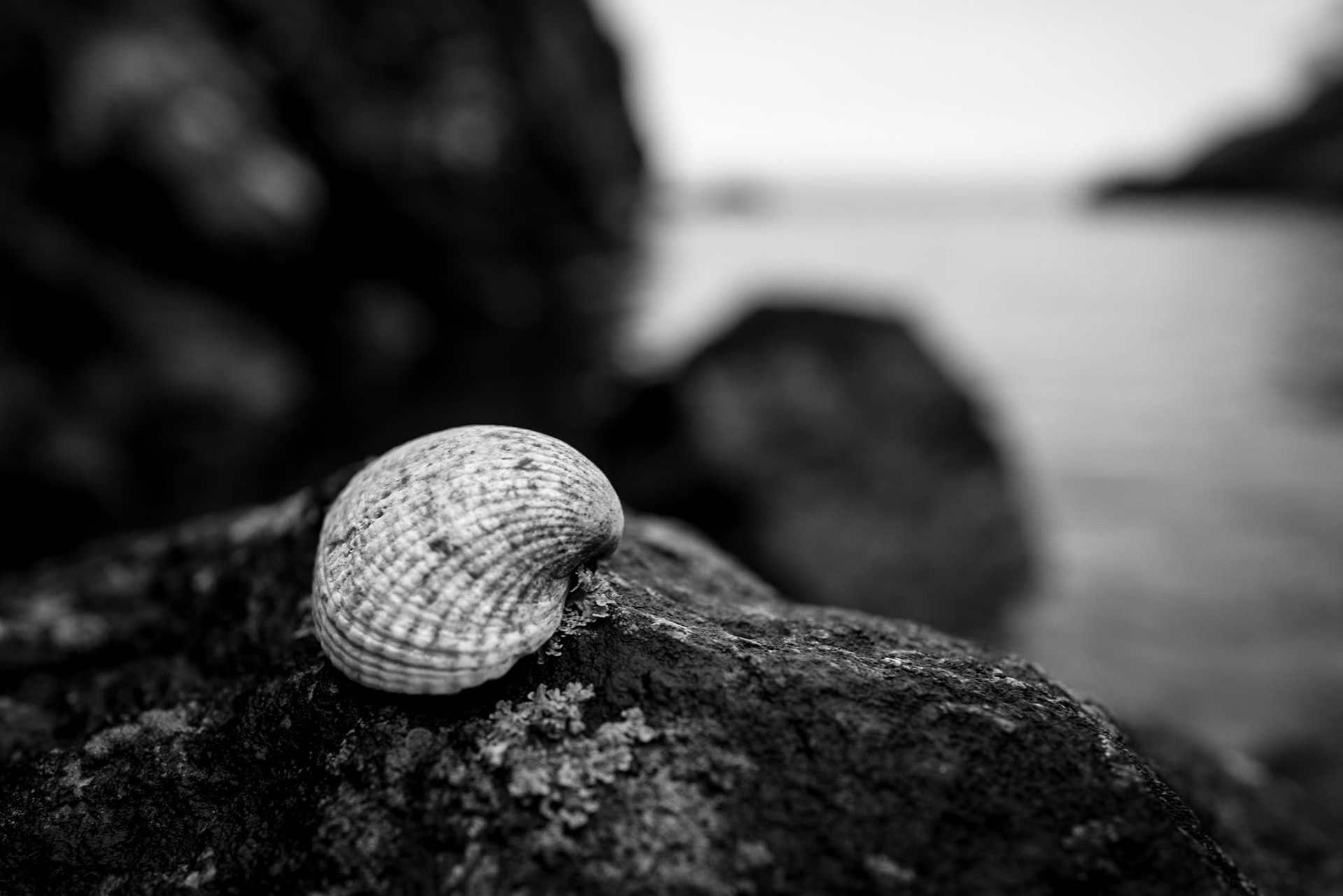 Det må enhver sann gourmet bekjenne, at aldri er havet skjønnere enn når det gjennom sine frukter berører ganen. Kjell Arild Pollestad