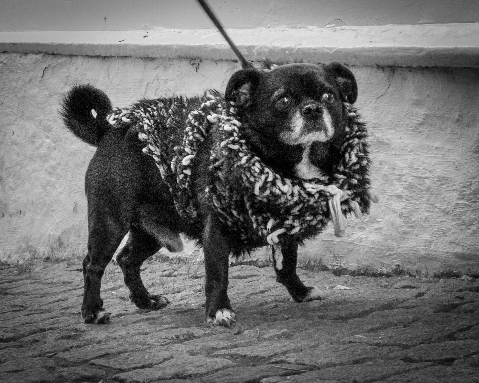 En genser er et plagg som bæres av et barn når moren fryser. Ambrose Bierce