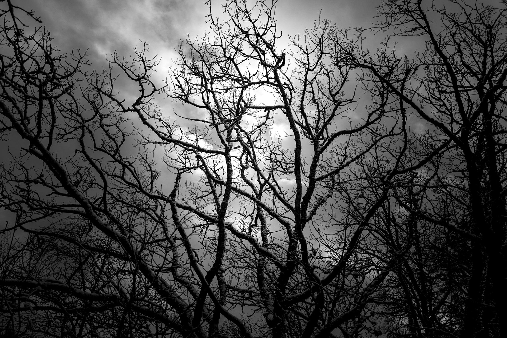 Kall ikke det umulig som synes vilt. William Shakespeare